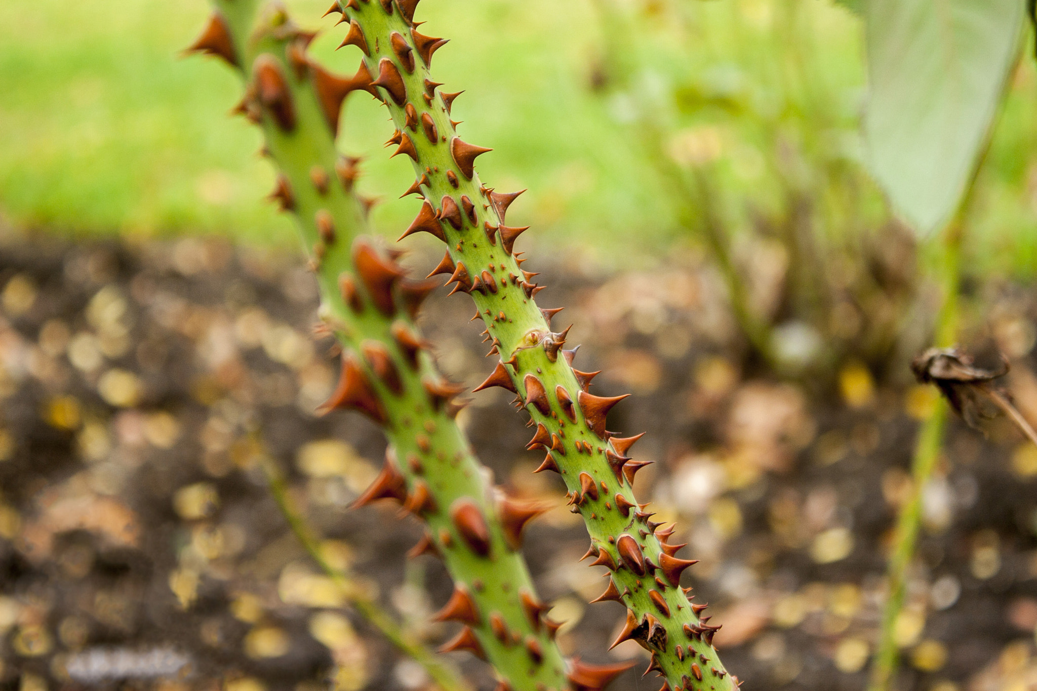 Canon EOS 30D sample photo. Img photography