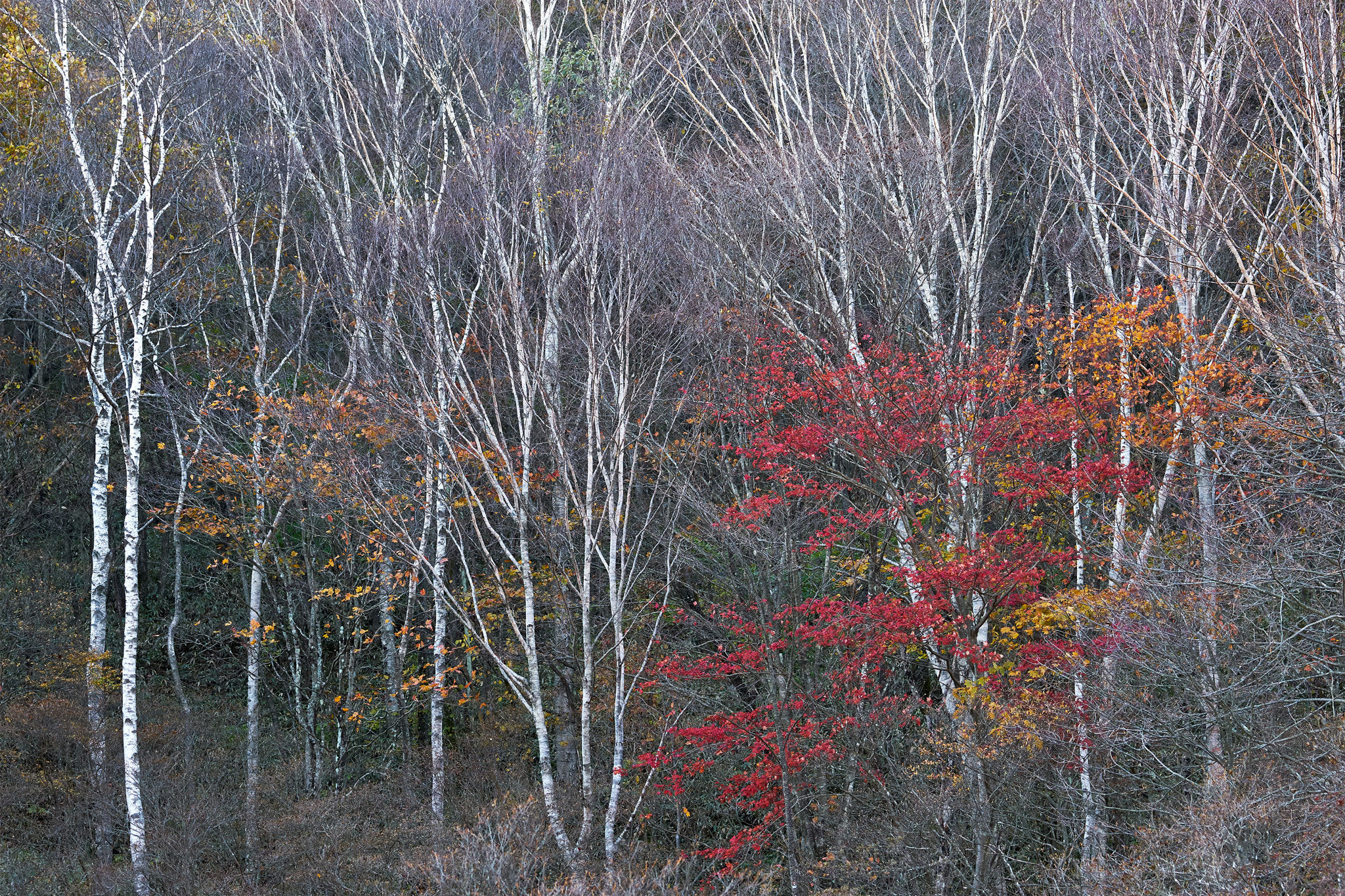 Sony 70-400mm F4-5.6 G SSM II sample photo. Ido moor 1 photography