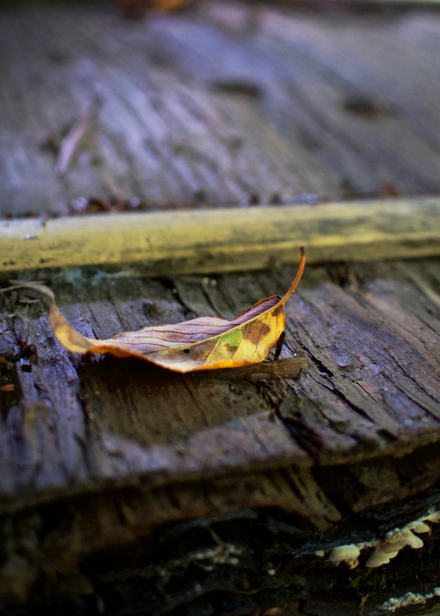 Nikon 1 Nikkor 18.5mm F1.8 sample photo. Up on the roof photography