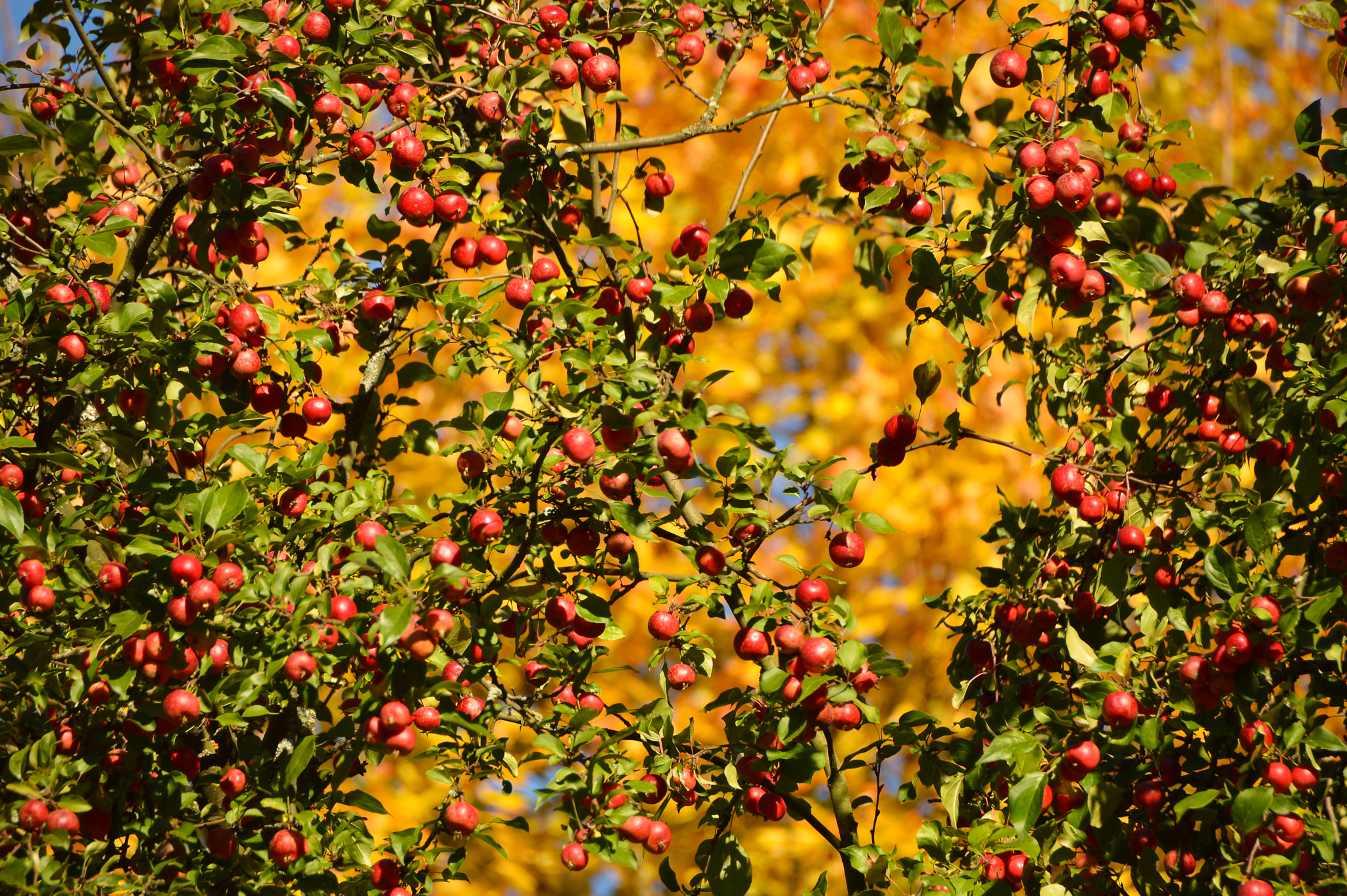 Nikon D3200 sample photo. Apples photography