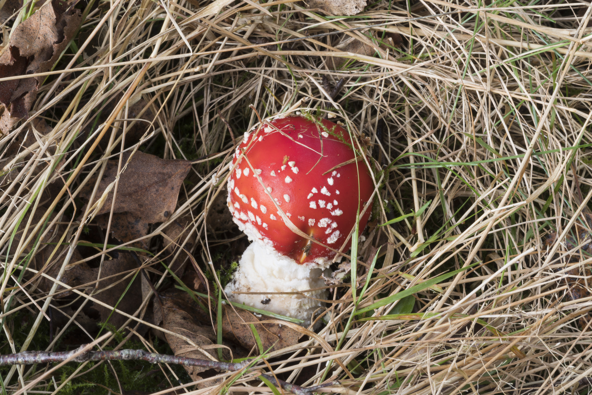 Pentax smc D-FA 100mm F2.8 macro sample photo. Paddo in het ulvenhoutsebos photography