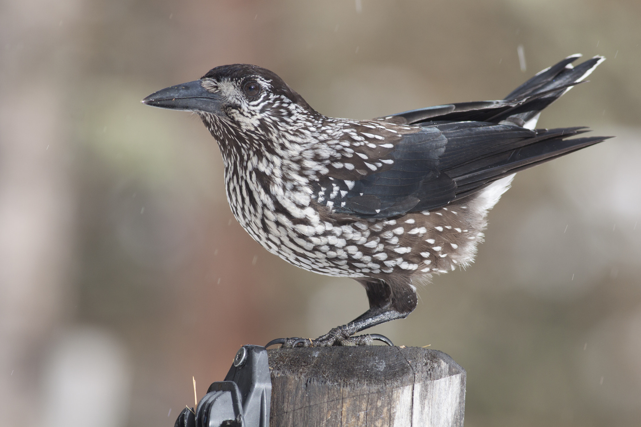 Canon EOS 50D + Canon EF 400mm F5.6L USM sample photo. Bird photography