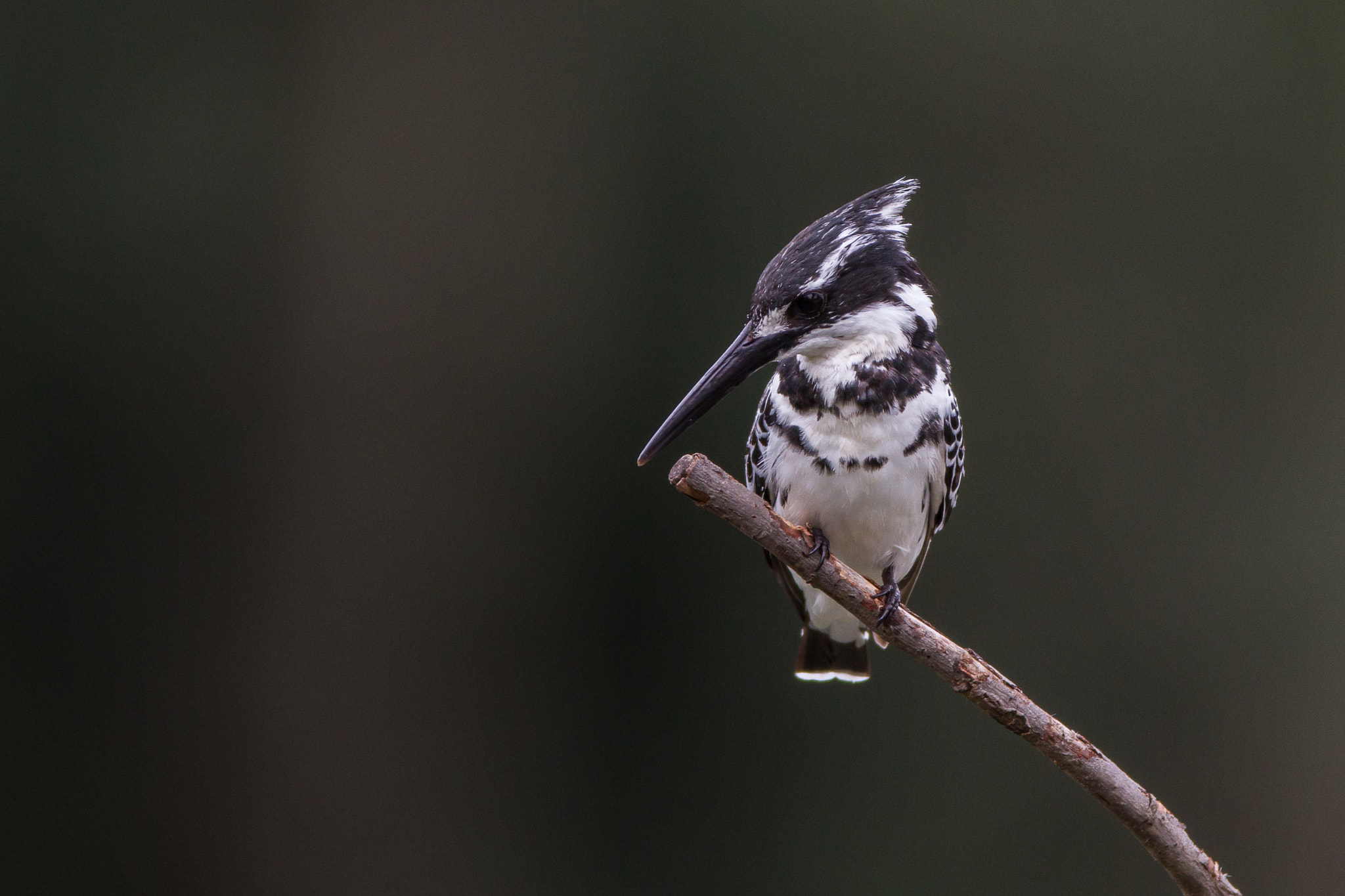 Canon EOS 7D + Canon EF 600mm f/4L IS sample photo. Pied kingfisher photography