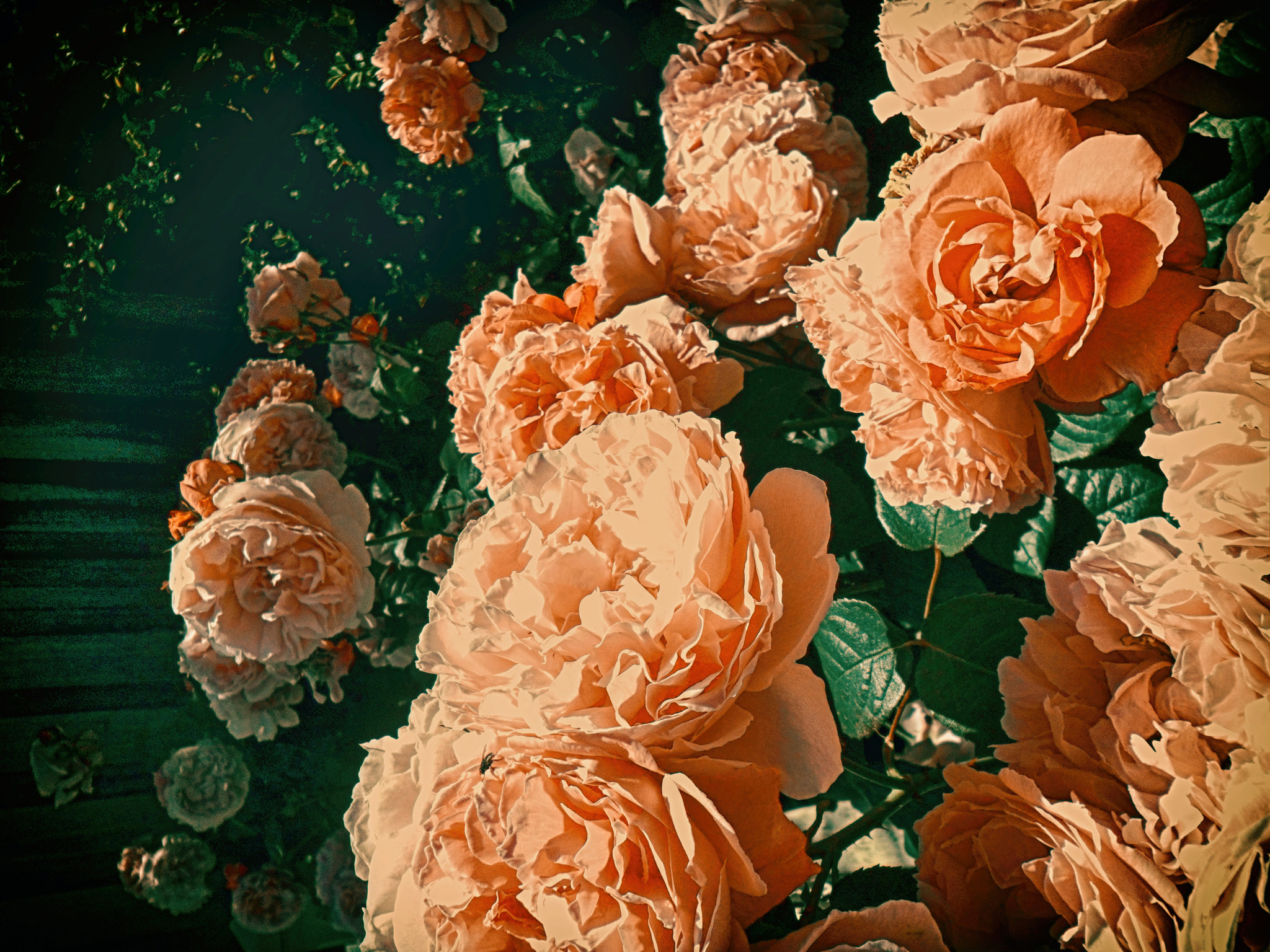 Samsung PL20,PL21 / VLUU PL20,PL21 sample photo. Bloom photography