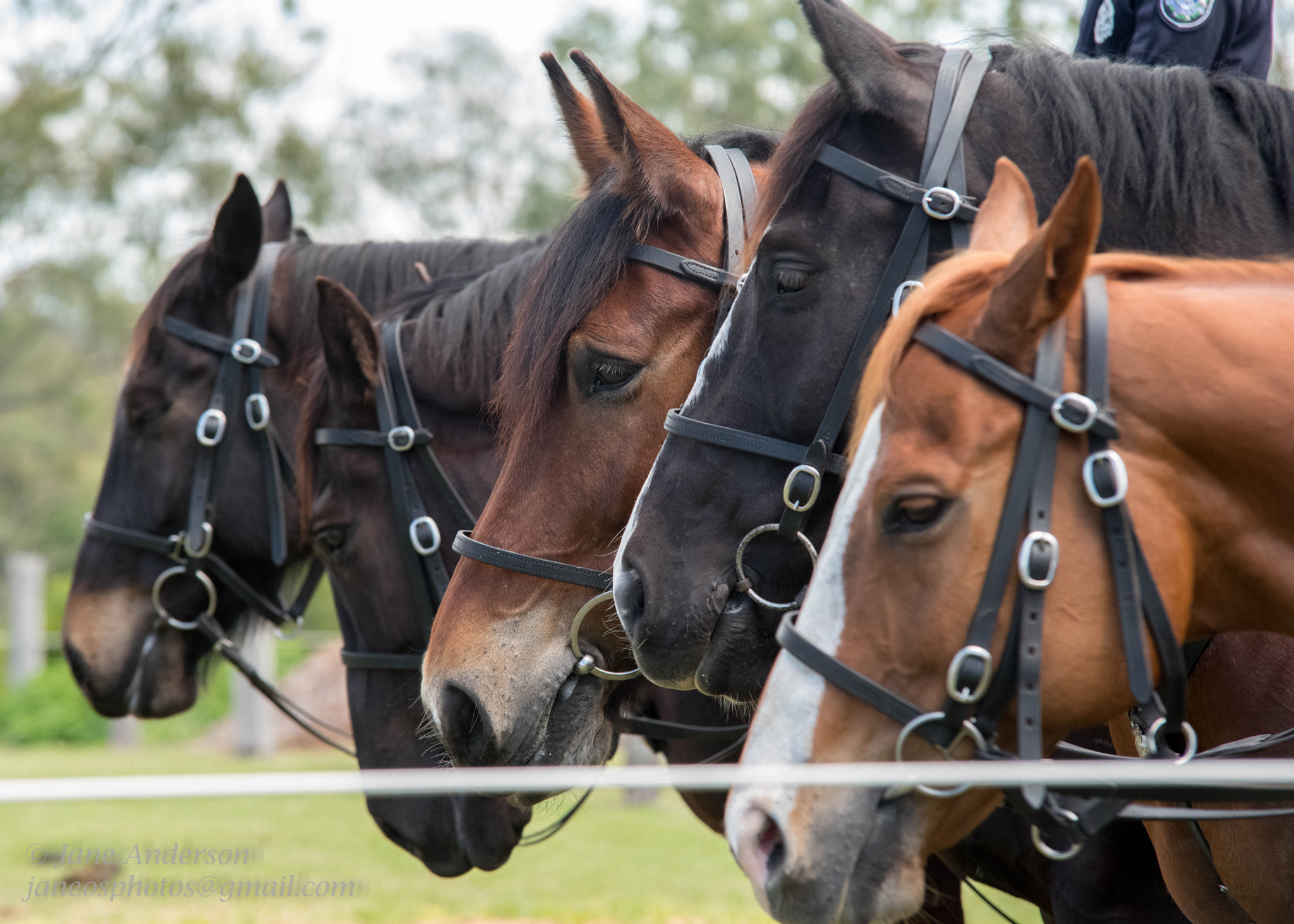 Sigma 70-200mm F2.8 EX DG Macro HSM II sample photo. Mounties photography