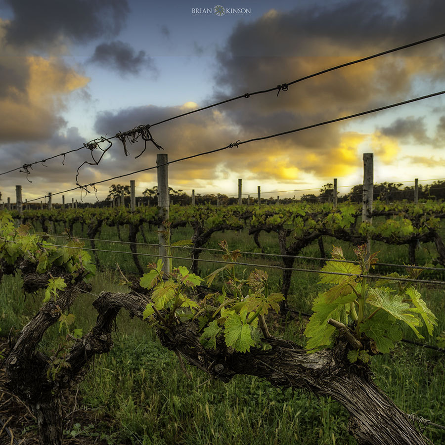 21mm F2.8 sample photo. Nectar for the gods photography