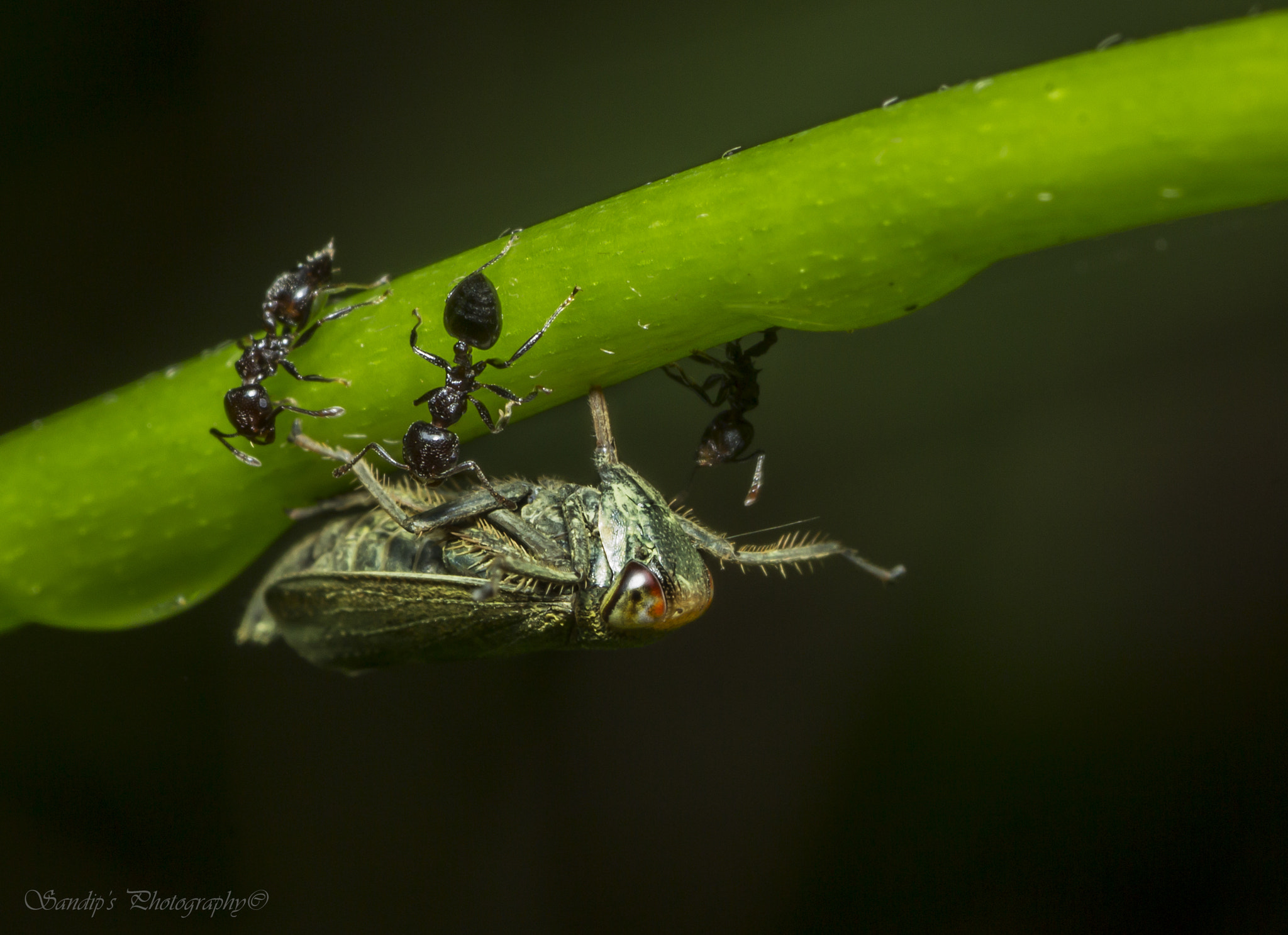 Canon EOS 600D (Rebel EOS T3i / EOS Kiss X5) + Tamron SP AF 90mm F2.8 Di Macro sample photo. Live and let live.... photography