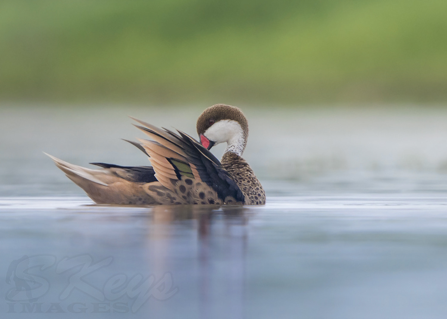 Sigma 500mm F4.5 EX DG HSM sample photo. Pintail in soft light (white-cheeked pintail) photography