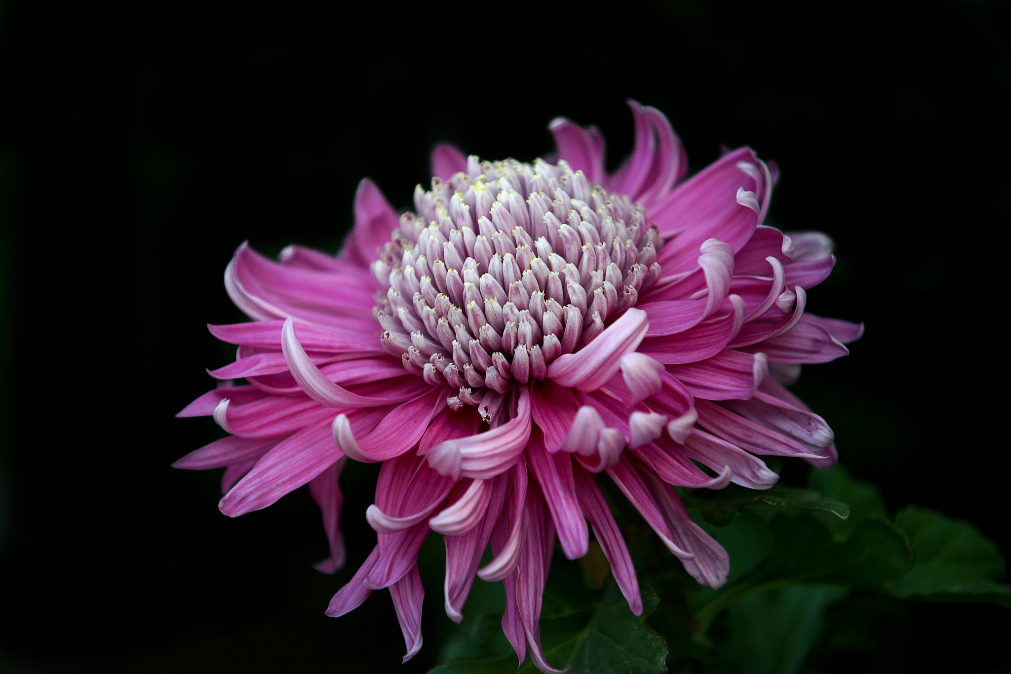 Minolta/Sony AF 70-200mm F2.8 G sample photo. 菊花香 photography