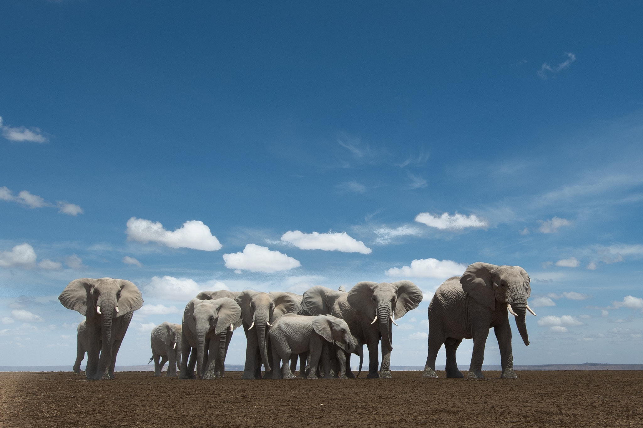 Nikon D500 + Nikon AF-S Nikkor 14-24mm F2.8G ED sample photo. A thirsty herd of elephants move across the dry la ... photography