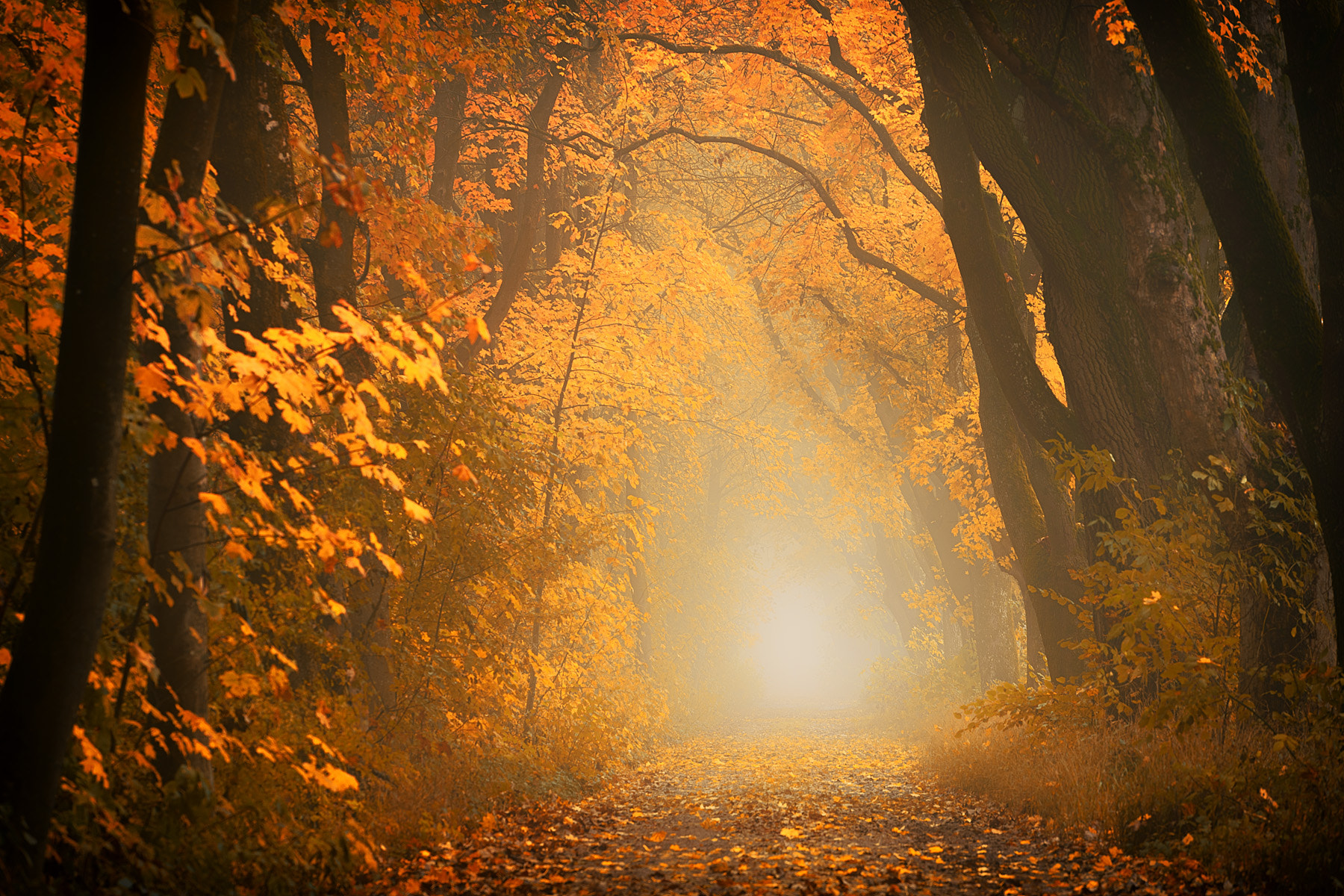 Tamron 18-270mm F3.5-6.3 Di II PZD sample photo. Autumn is magic! photography