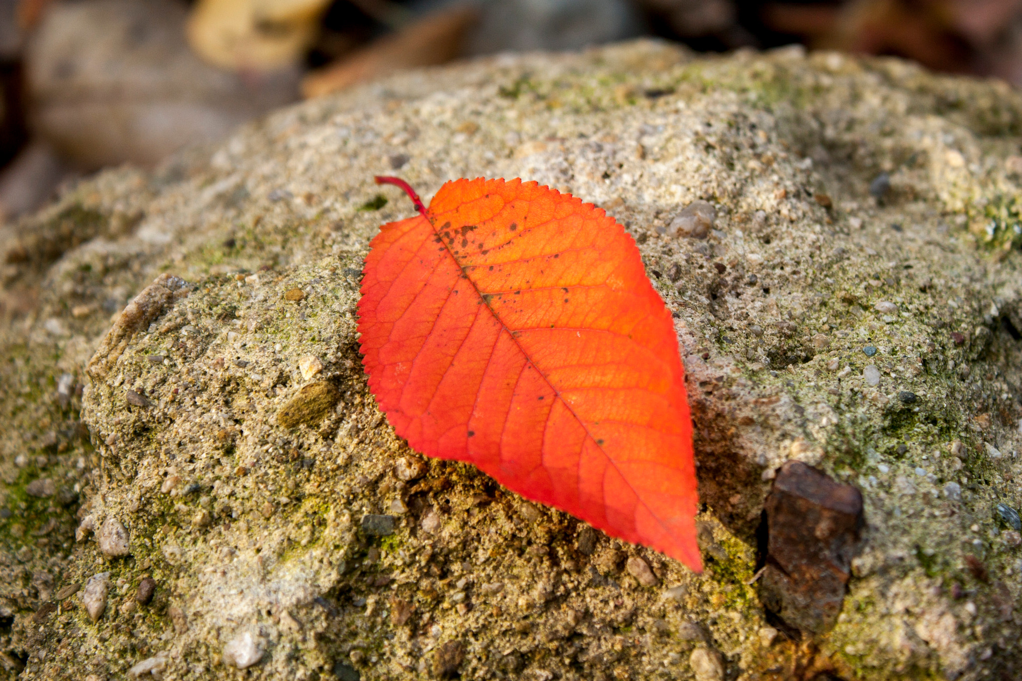 Canon EOS 30D sample photo. Img photography