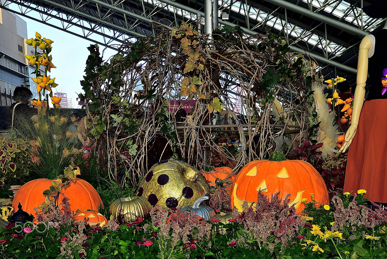 Nikon AF-S Nikkor 16-35mm F4G ED VR sample photo. Jack-o lantern and its friends halloween photography