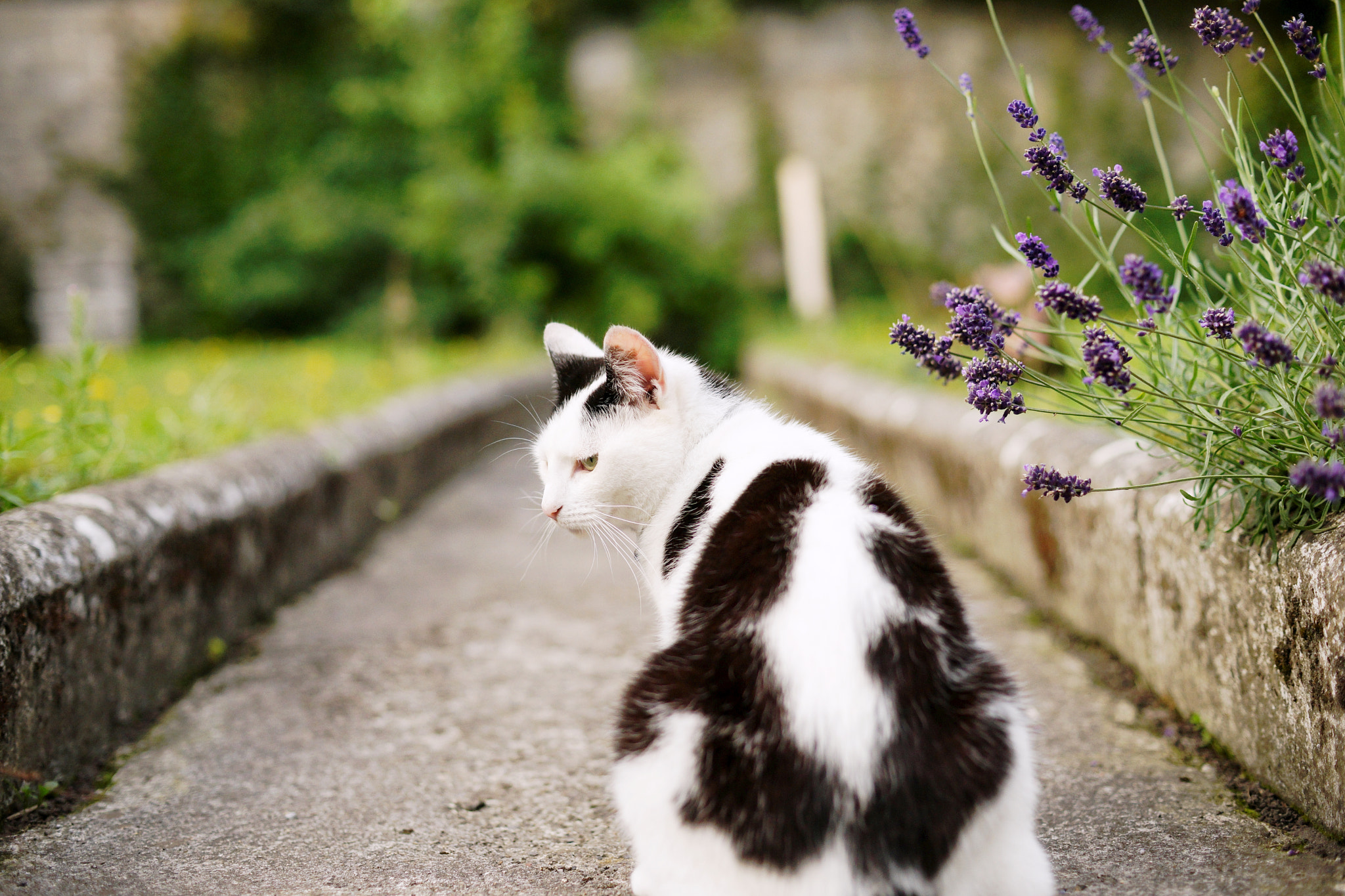 Sony a99 II + Sony 50mm F1.4 sample photo. I don't care photography