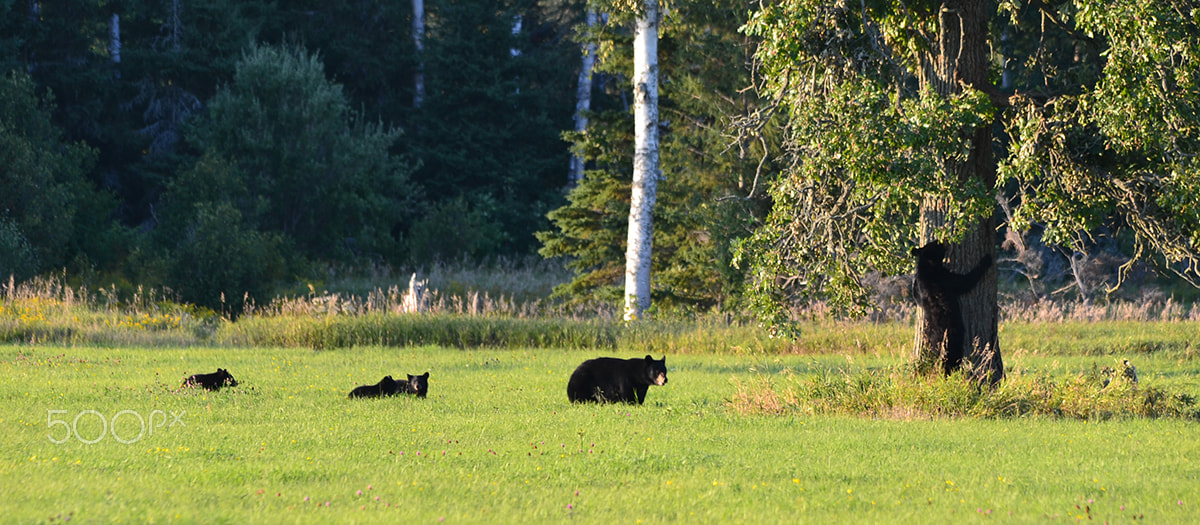 Sigma 150-500mm F5-6.3 DG OS HSM sample photo. Bears photography