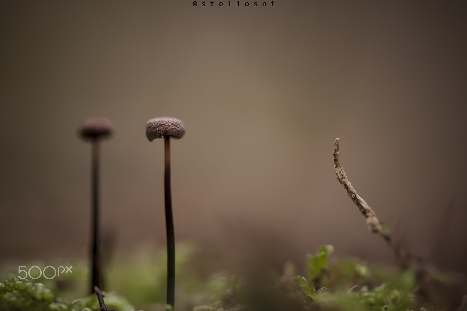 Canon EF 100mm F2.8 Macro USM sample photo. Macrokosmos photography