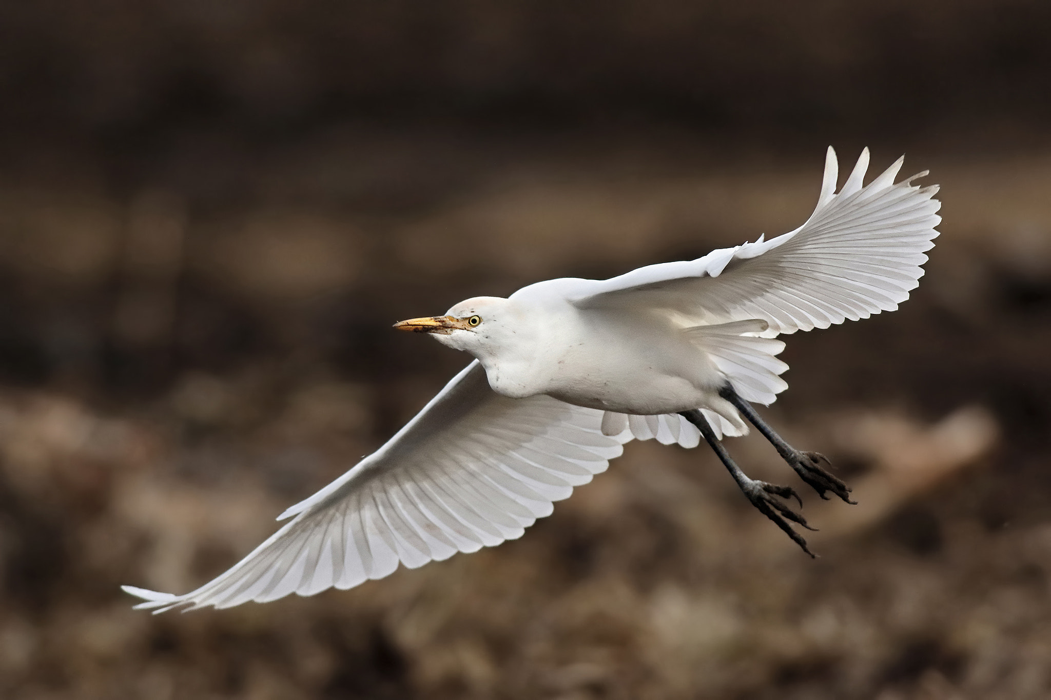 Canon EF 500mm f/4.5L sample photo. Fly! photography