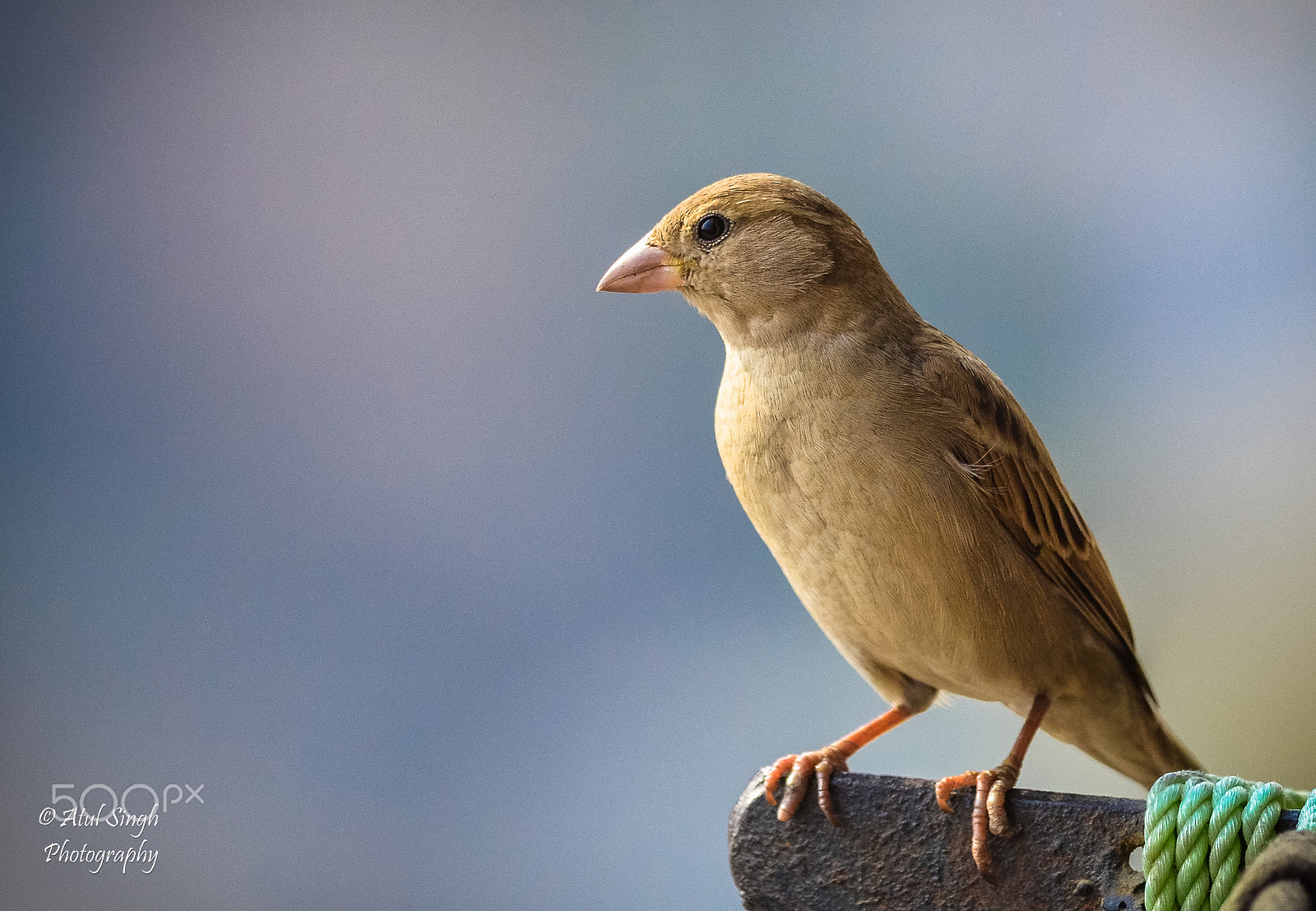 Nikon D7000 + Nikon AF-S Nikkor 300mm F4D ED-IF sample photo. Sparrow photography