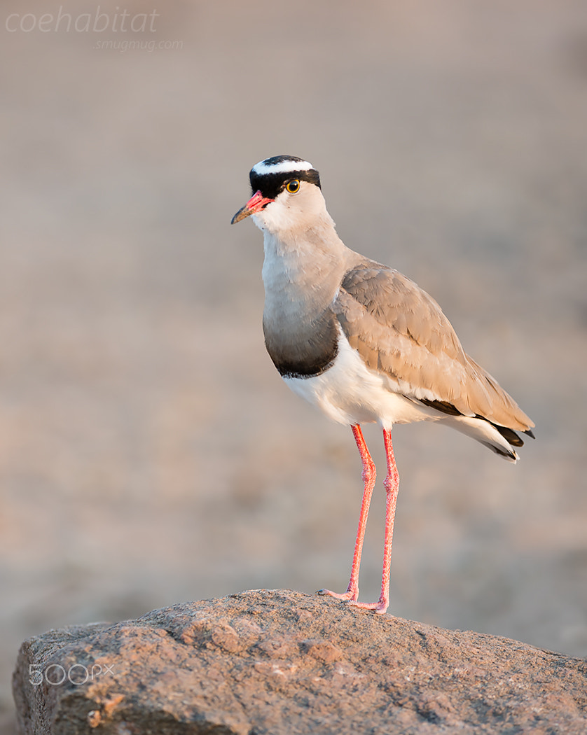 Nikon D800 sample photo. Crowned plover photography