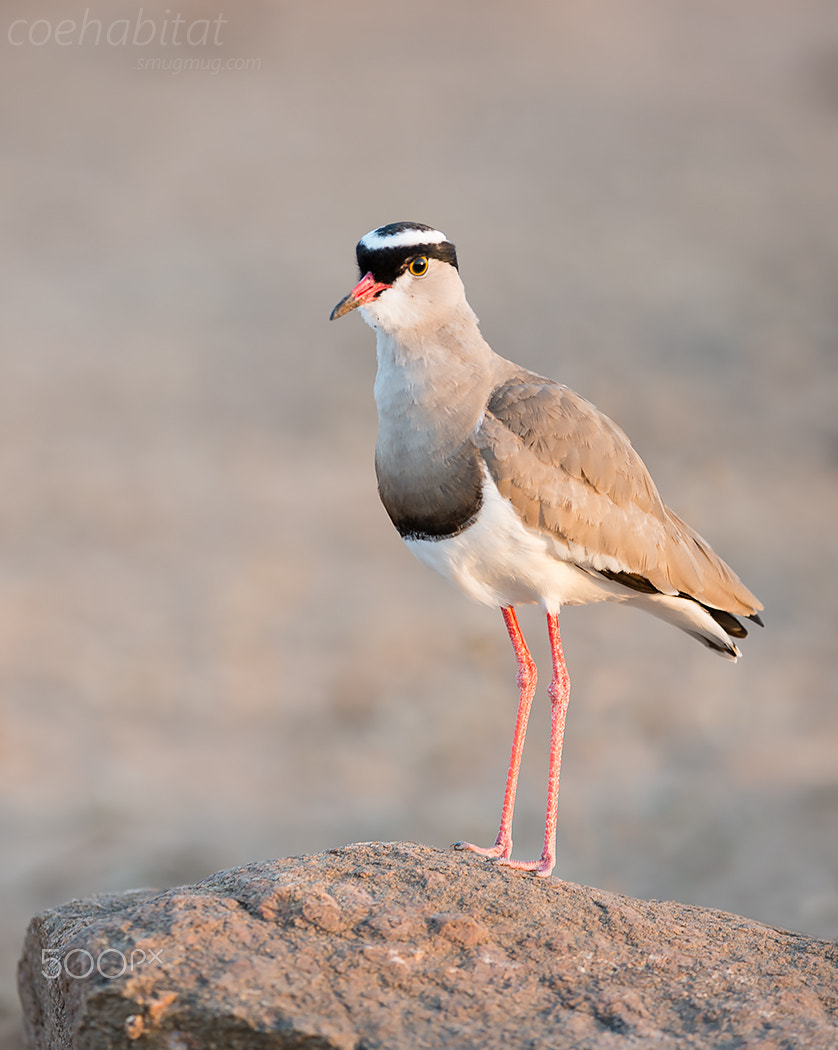 Nikon D800 + Nikon AF-S Nikkor 200-400mm F4G ED-IF VR sample photo. Crowned plover photography