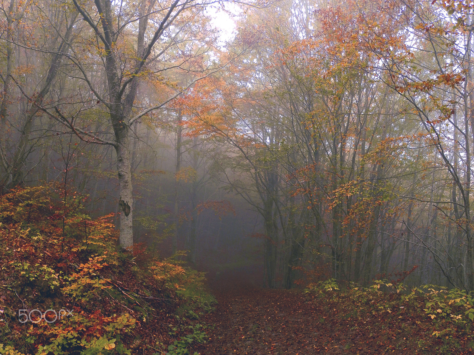 Olympus SP-620UZ sample photo. Fog in the forest photography