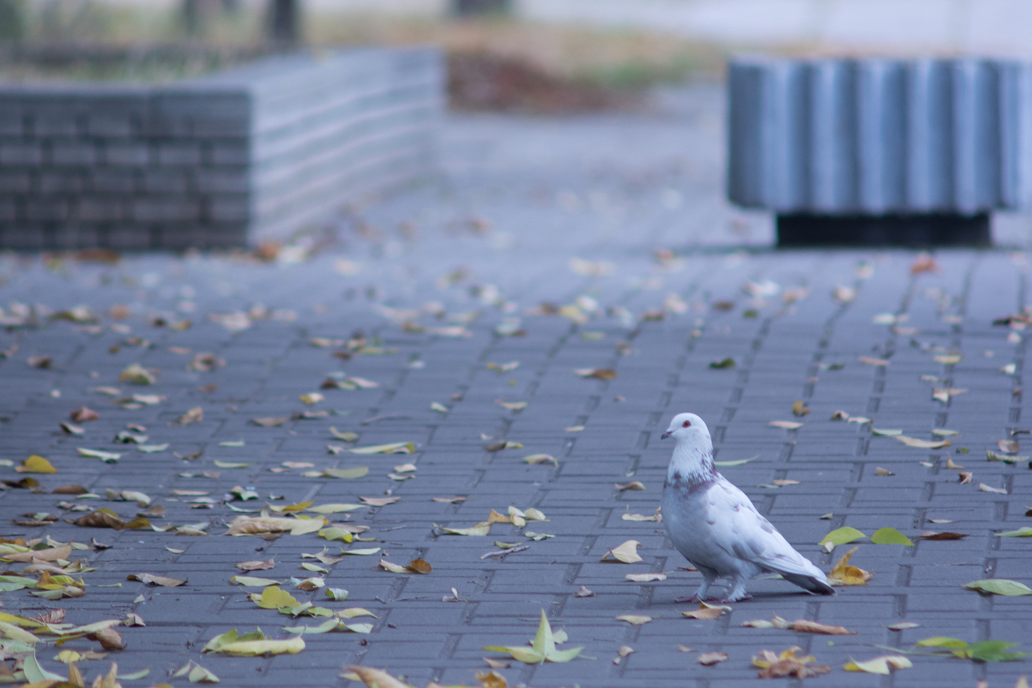 AF Zoom-Nikkor 70-210mm f/4 sample photo. Голубь photography