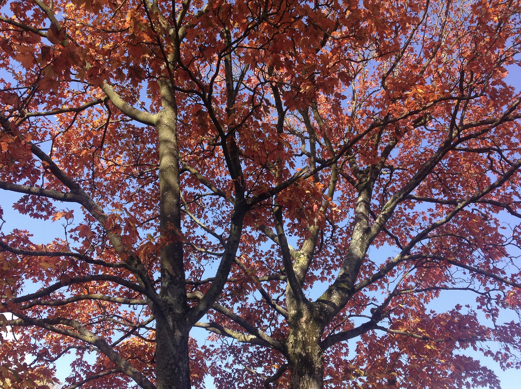 Apple iPad sample photo. Autumn leaves photography