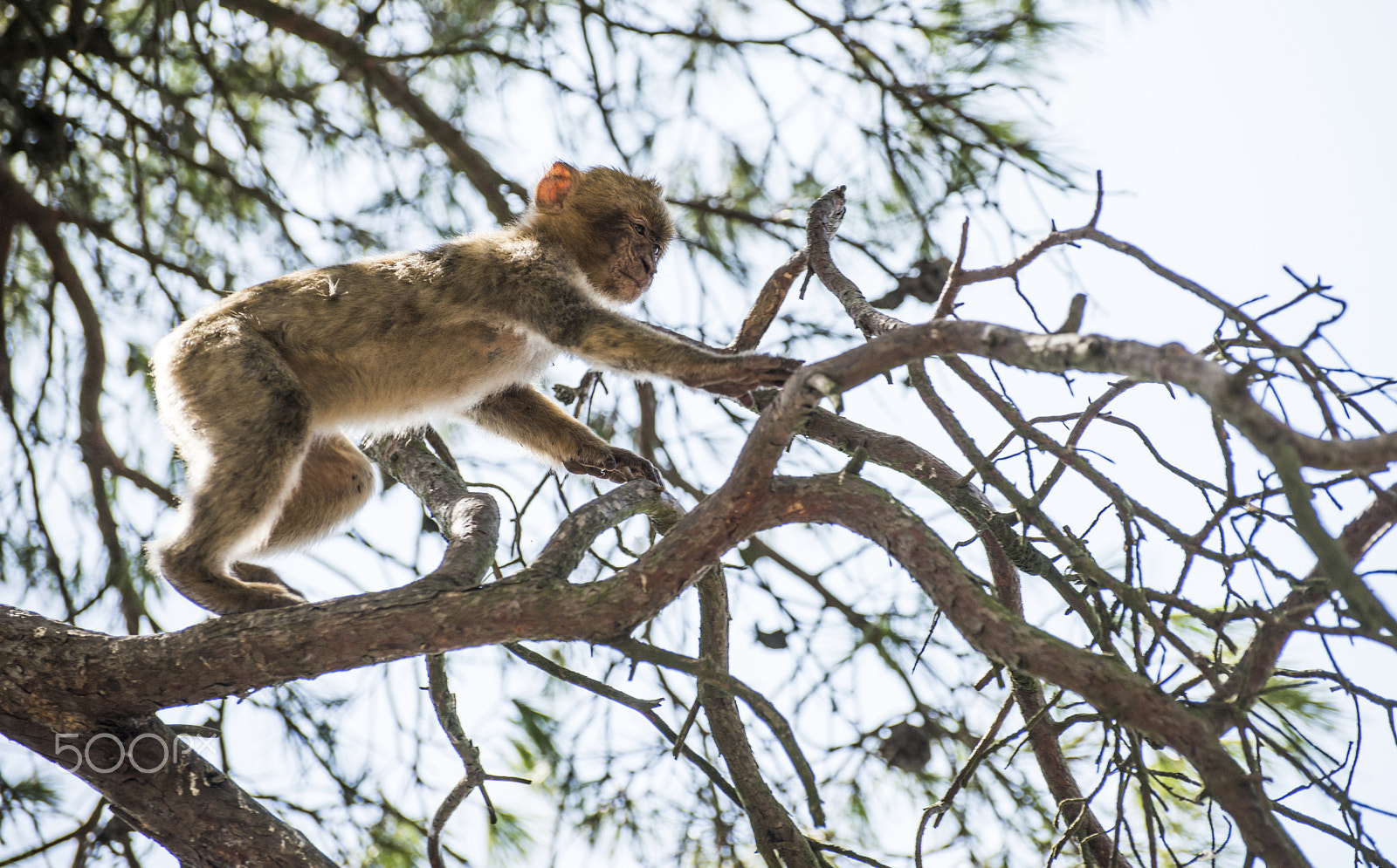 Nikon D800E sample photo. Baby monkey photography