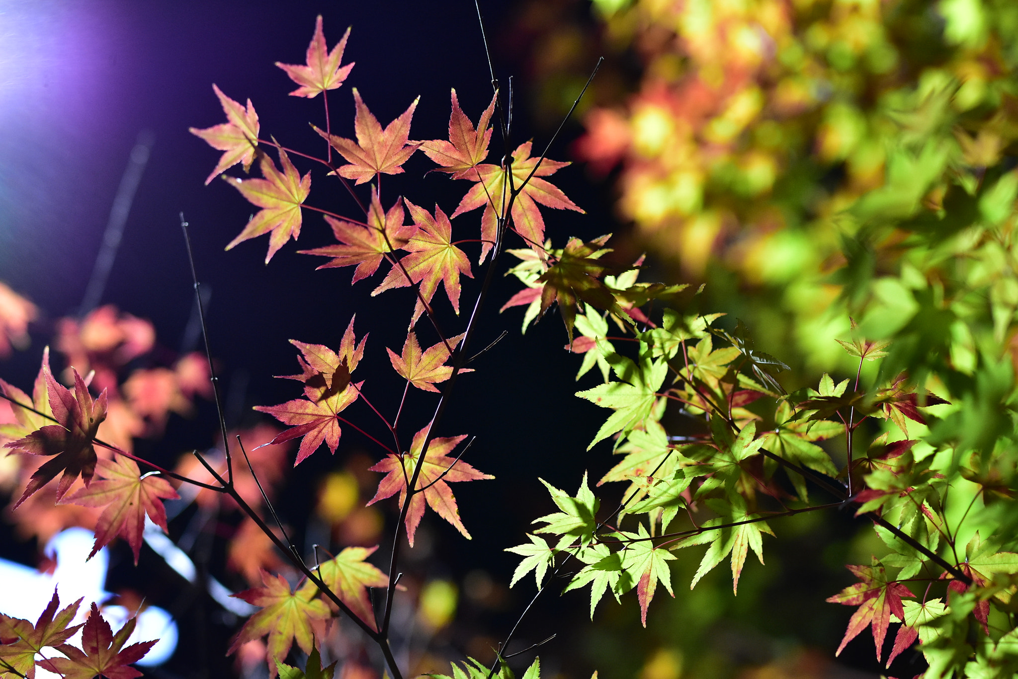 Nikon D7200 + Sigma 50mm F1.4 DG HSM Art sample photo. Autumn leaves, seoul, korea  photography