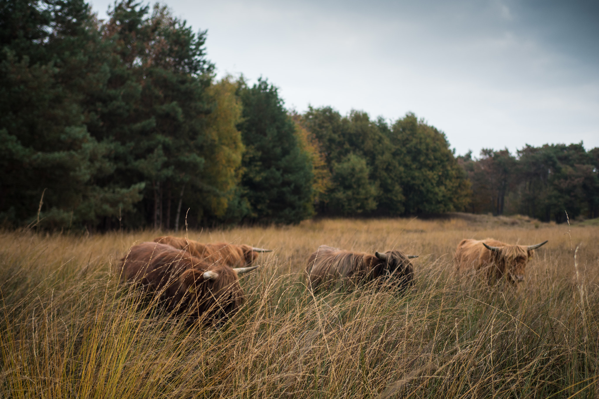 Olympus OM-D E-M5 II + Olympus M.Zuiko Digital 25mm F1.8 sample photo. Four in a row at the keelvennen photography