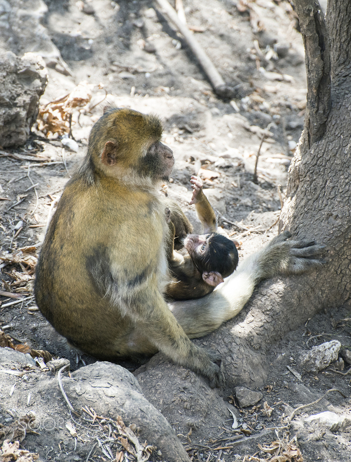 Nikon D800E sample photo. Baby monkey photography