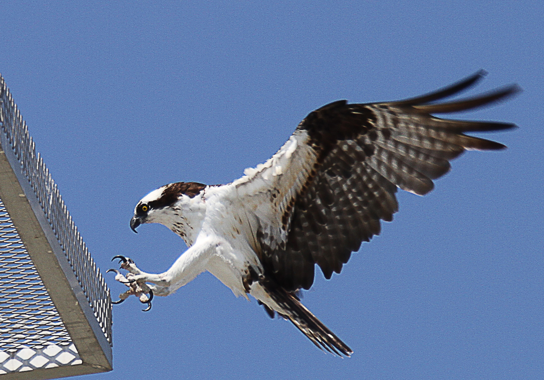 Canon EOS 7D + Canon EF 28-300mm F3.5-5.6L IS USM sample photo. Osprey landing photography