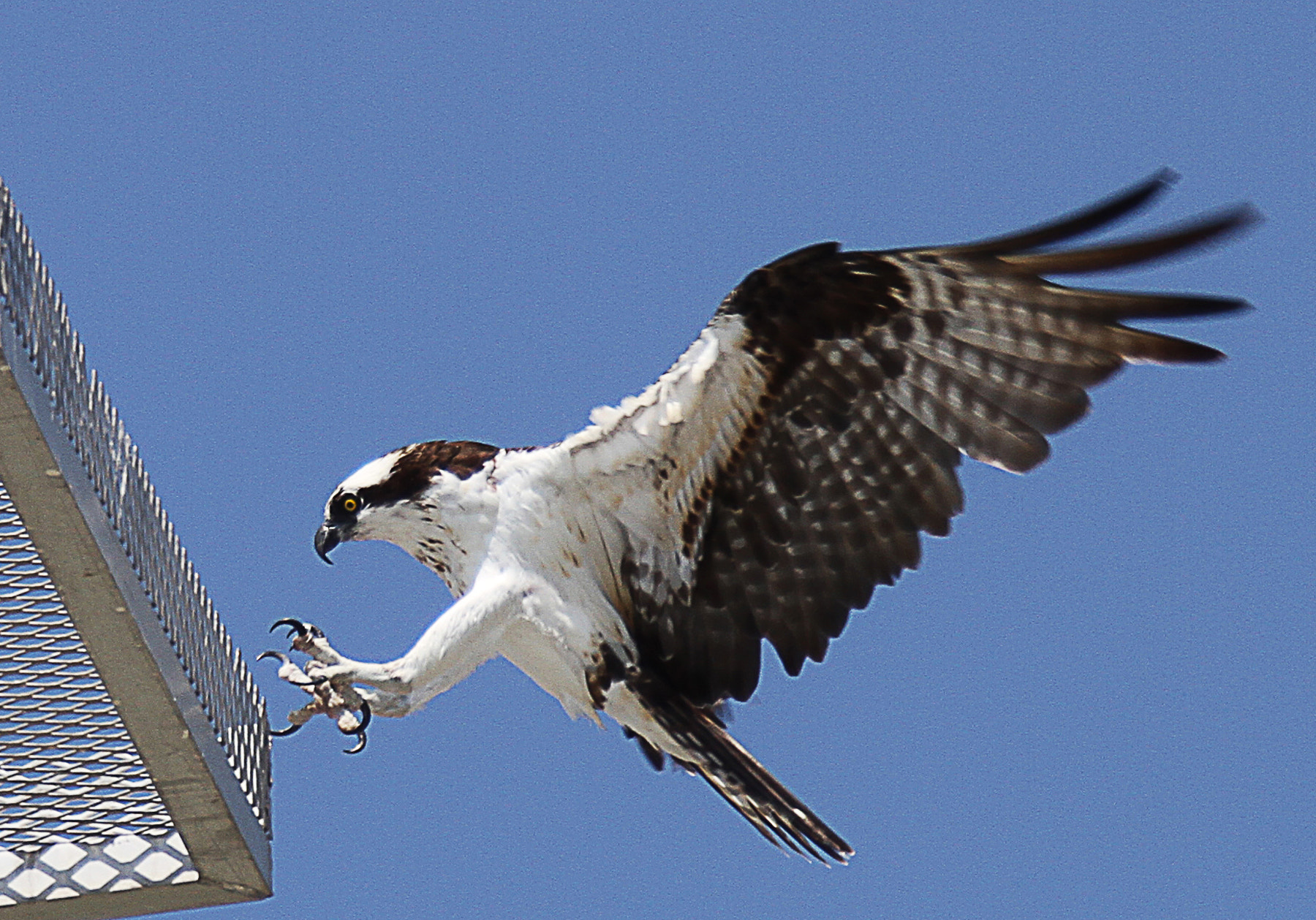Canon EF 28-300mm F3.5-5.6L IS USM sample photo. Osprey landing photography