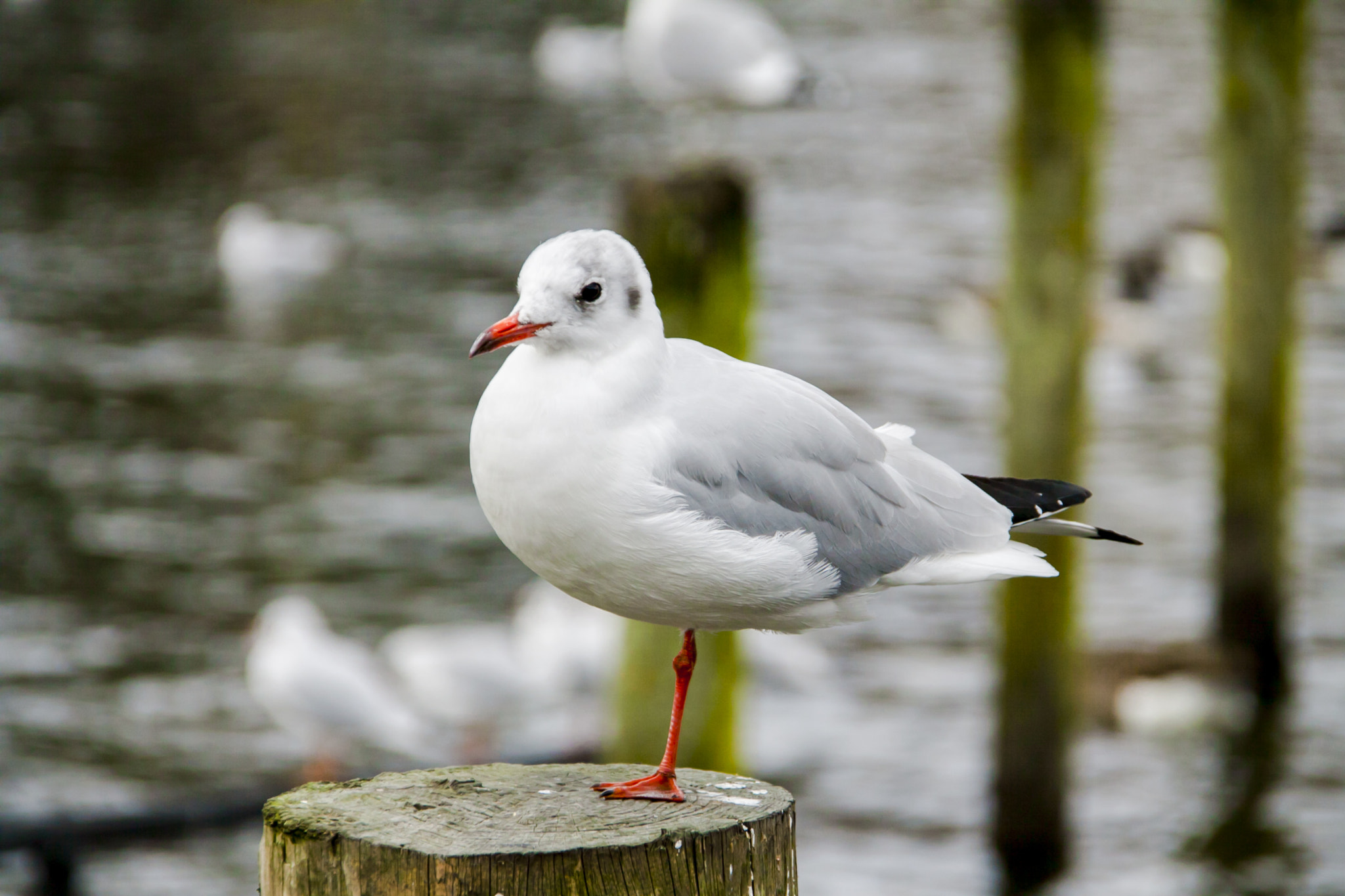 Sigma 18-200mm f/3.5-6.3 DC OS sample photo. Bird photography