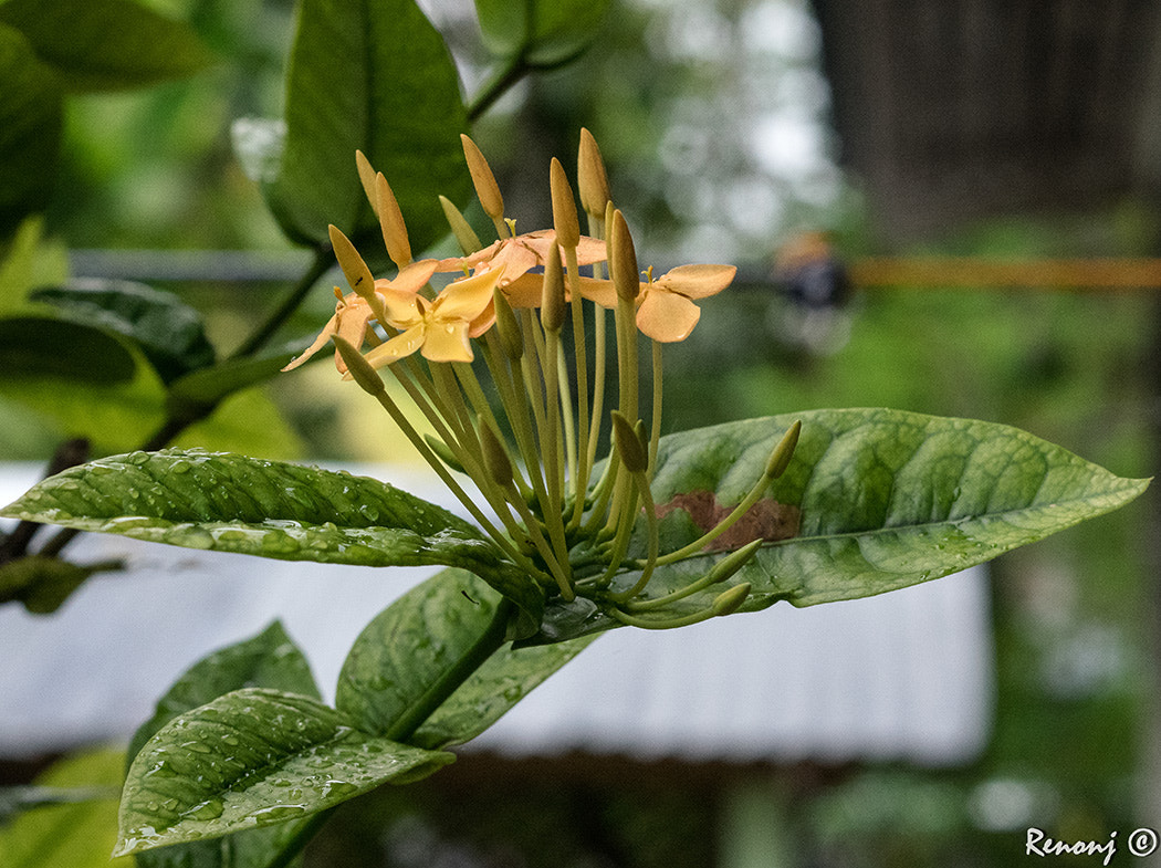 Pentax K-3 sample photo. One cold, rainy morning photography