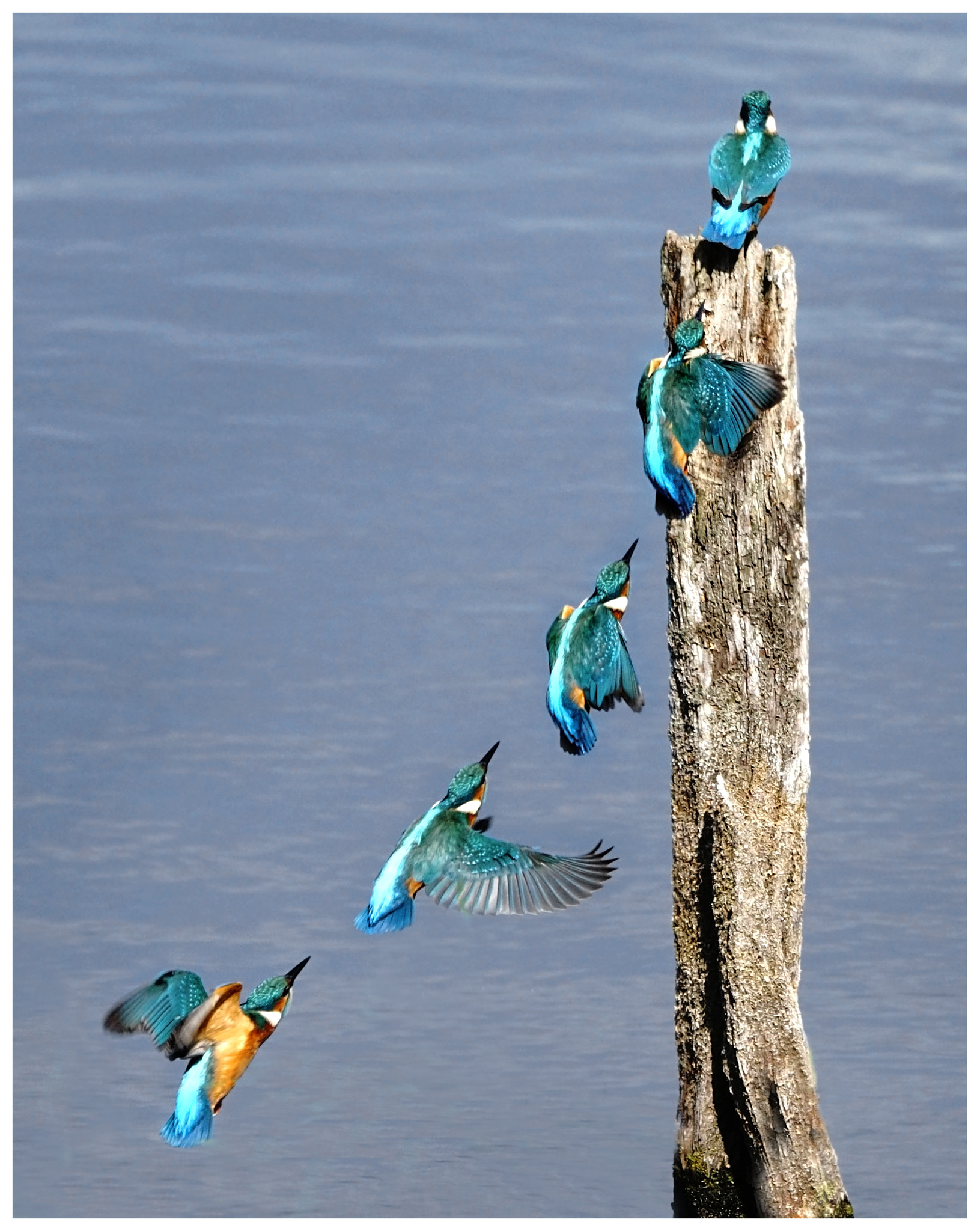 Sony 70-400mm F4-5.6 G SSM II sample photo. Returning to the perch. photography