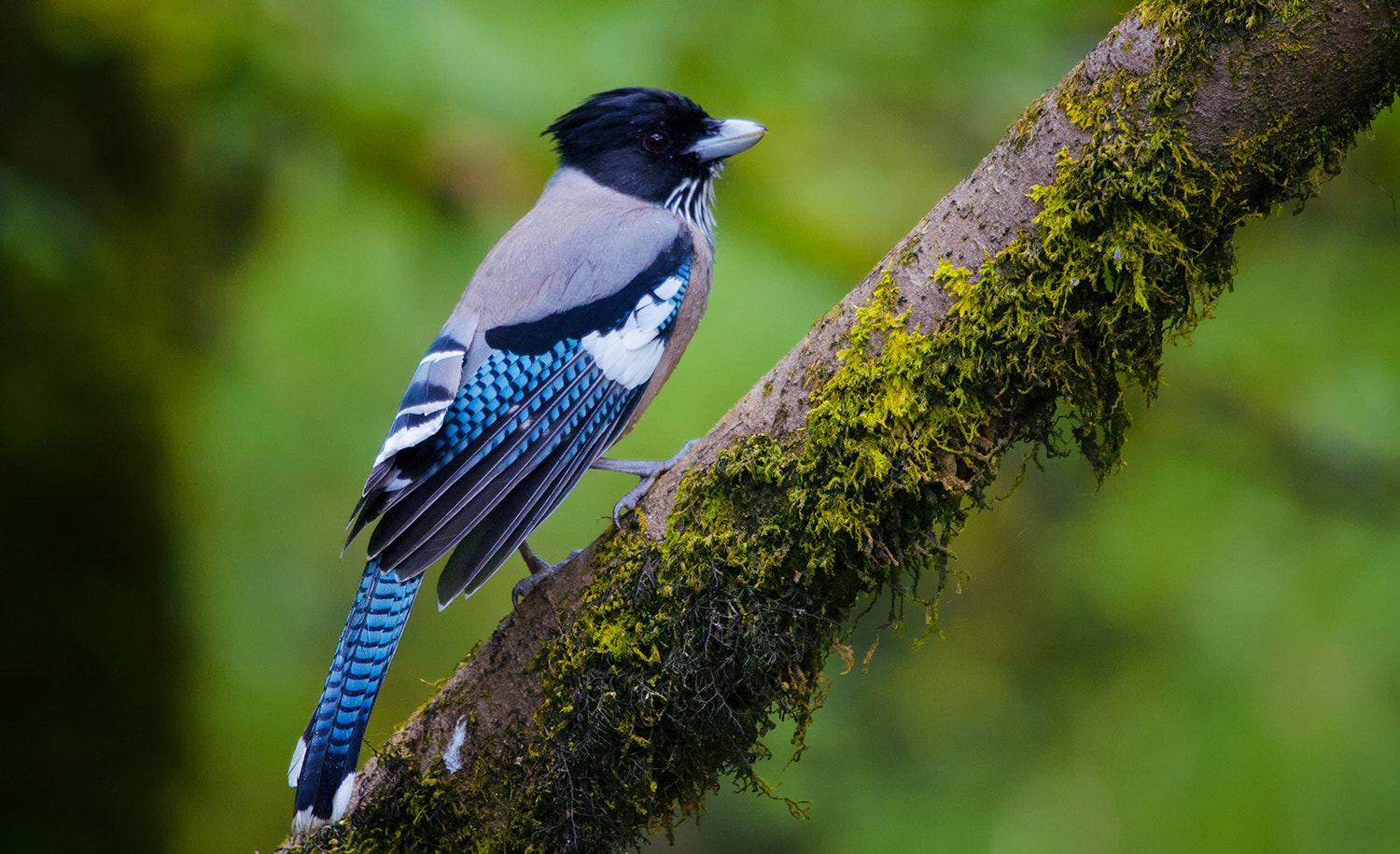 Nikon D7000 + Nikon AF-S Nikkor 500mm F4G ED VR sample photo. Eurasian jay photography