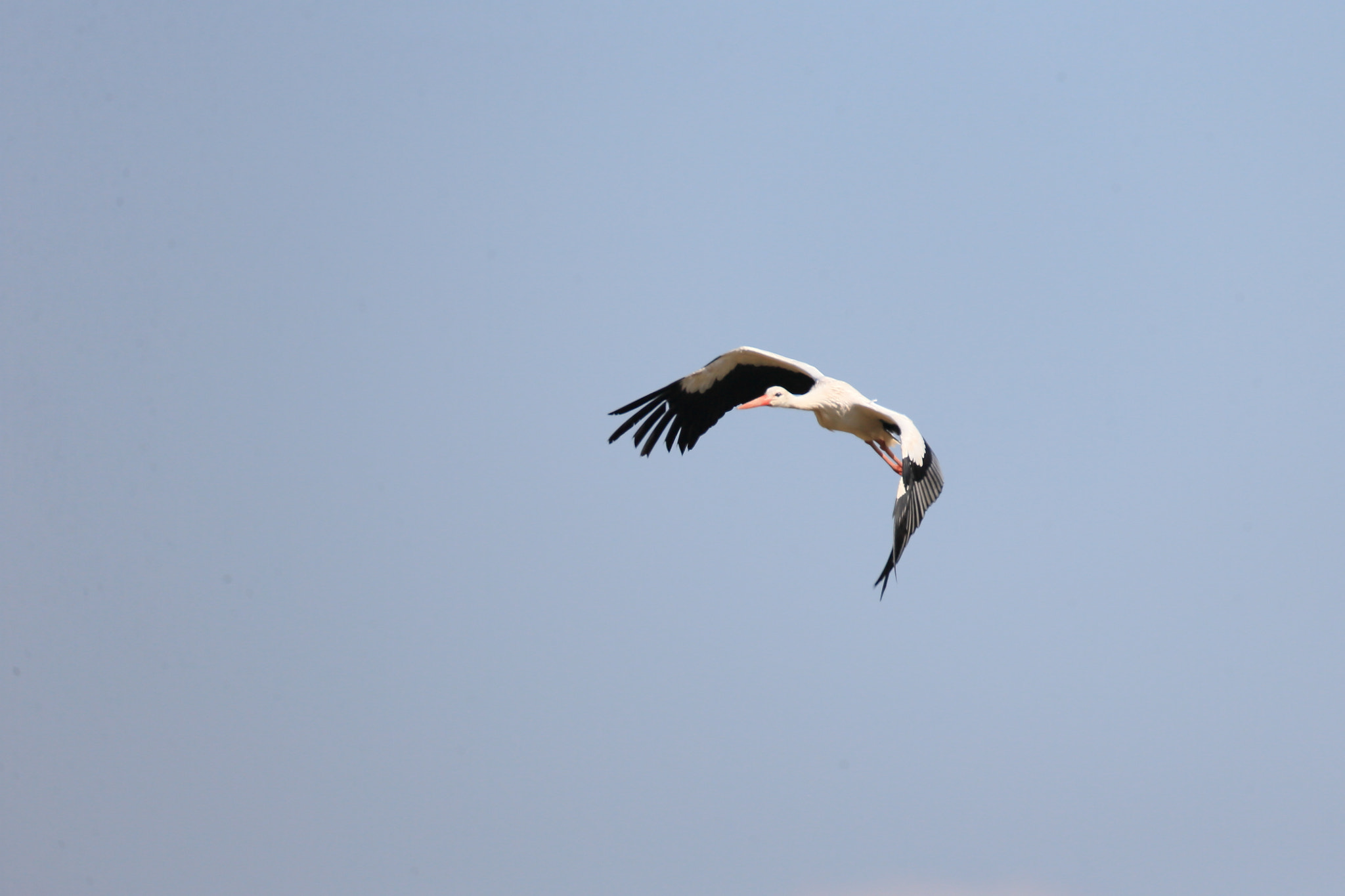 Canon EF 800mm F5.6L IS USM sample photo. シュバシコウ 飛翔ー photography