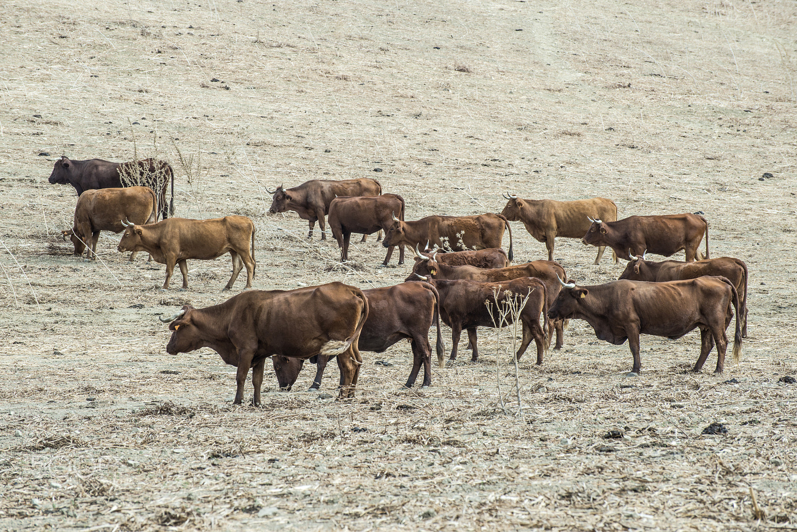 Nikon D800E sample photo. Cows on dairy farm photography