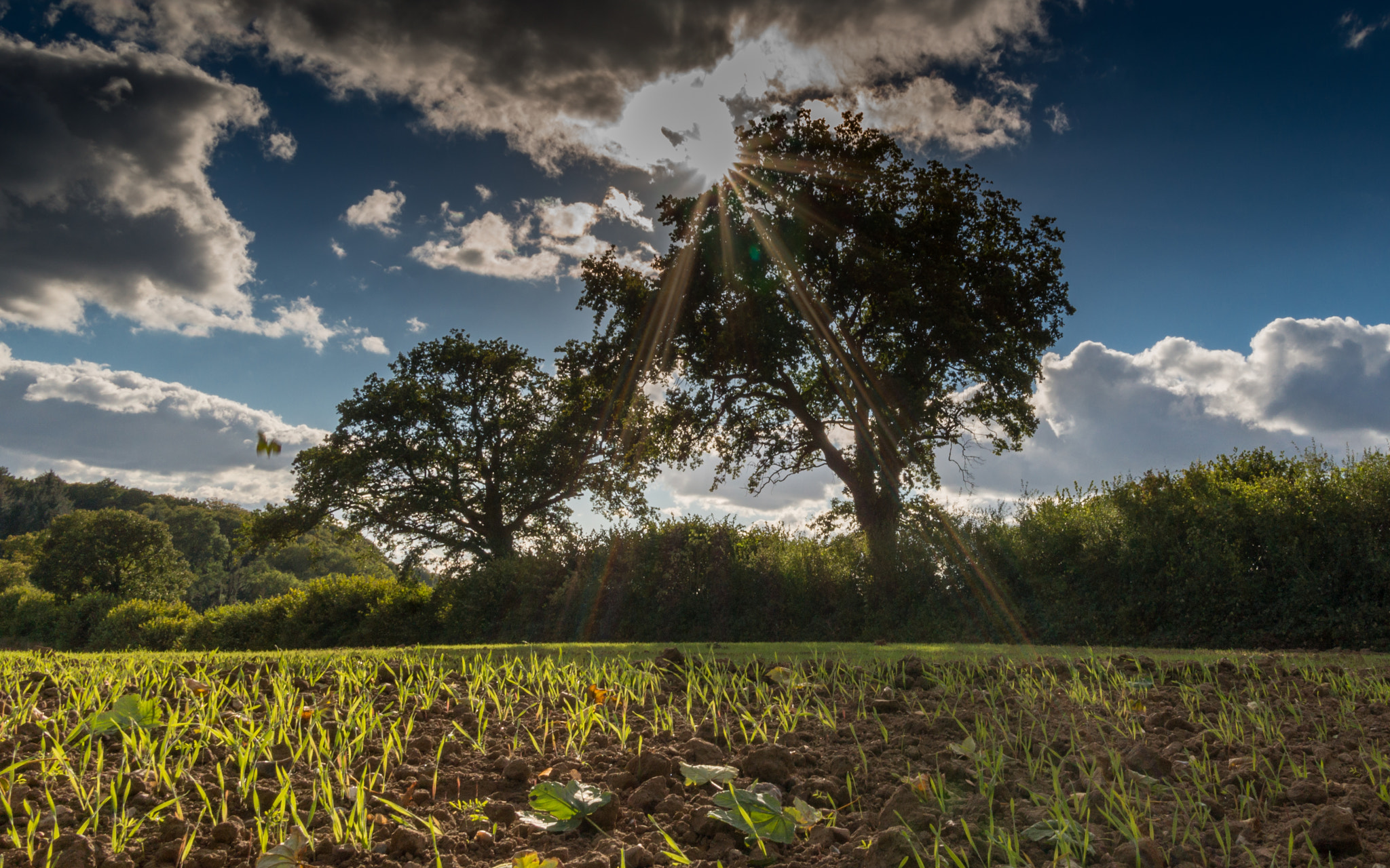 Sony Alpha NEX-3N + Sigma 19mm F2.8 EX DN sample photo. Versteckspiel photography