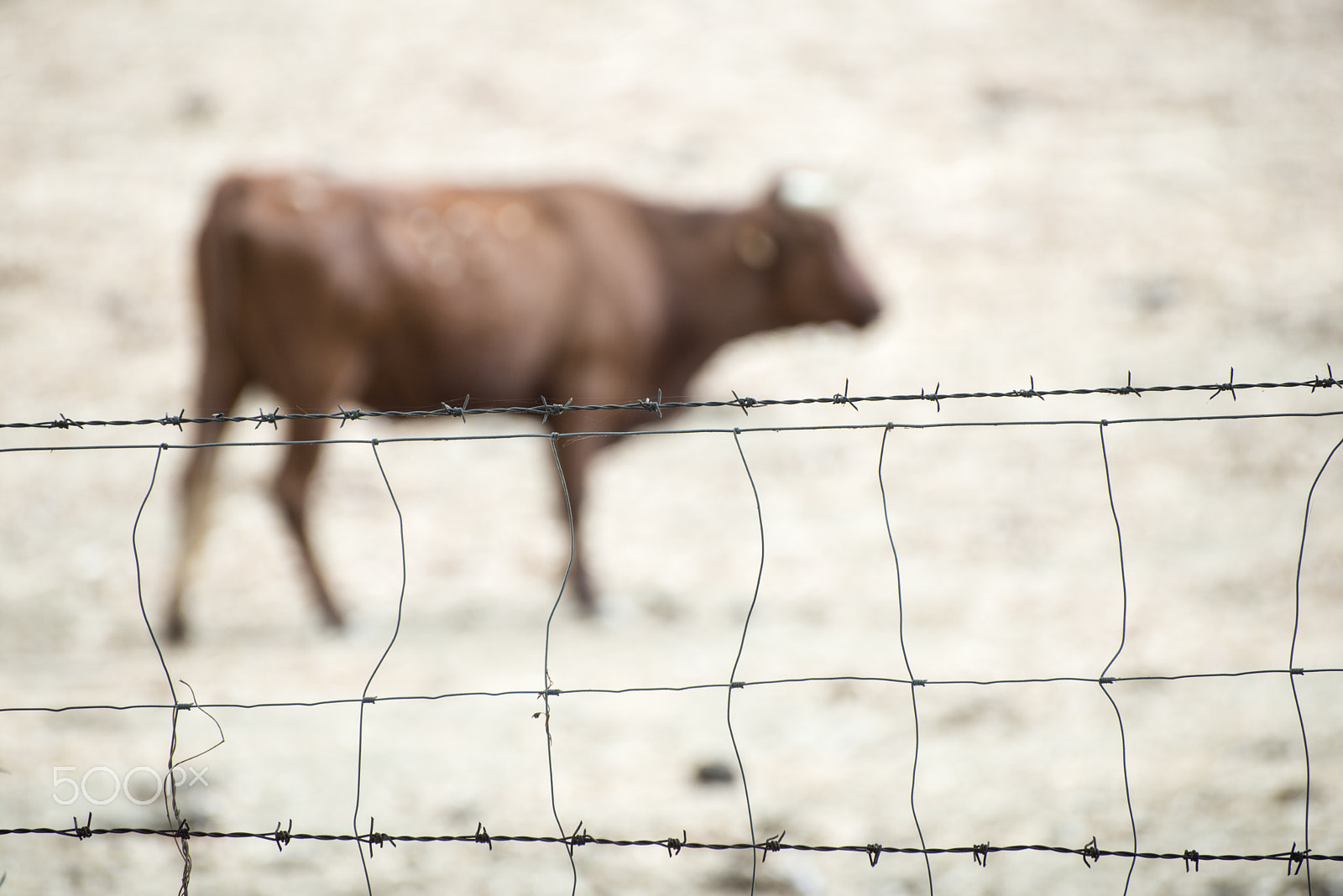 Nikon D800E sample photo. Cows on dairy farm photography