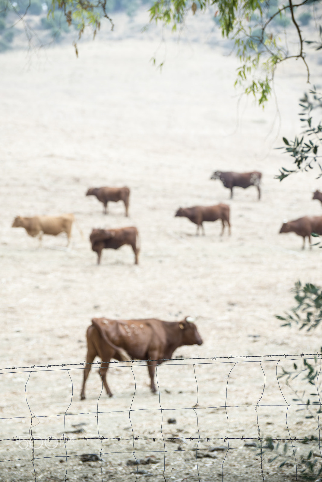 Nikon D800E sample photo. Cows on dairy farm photography