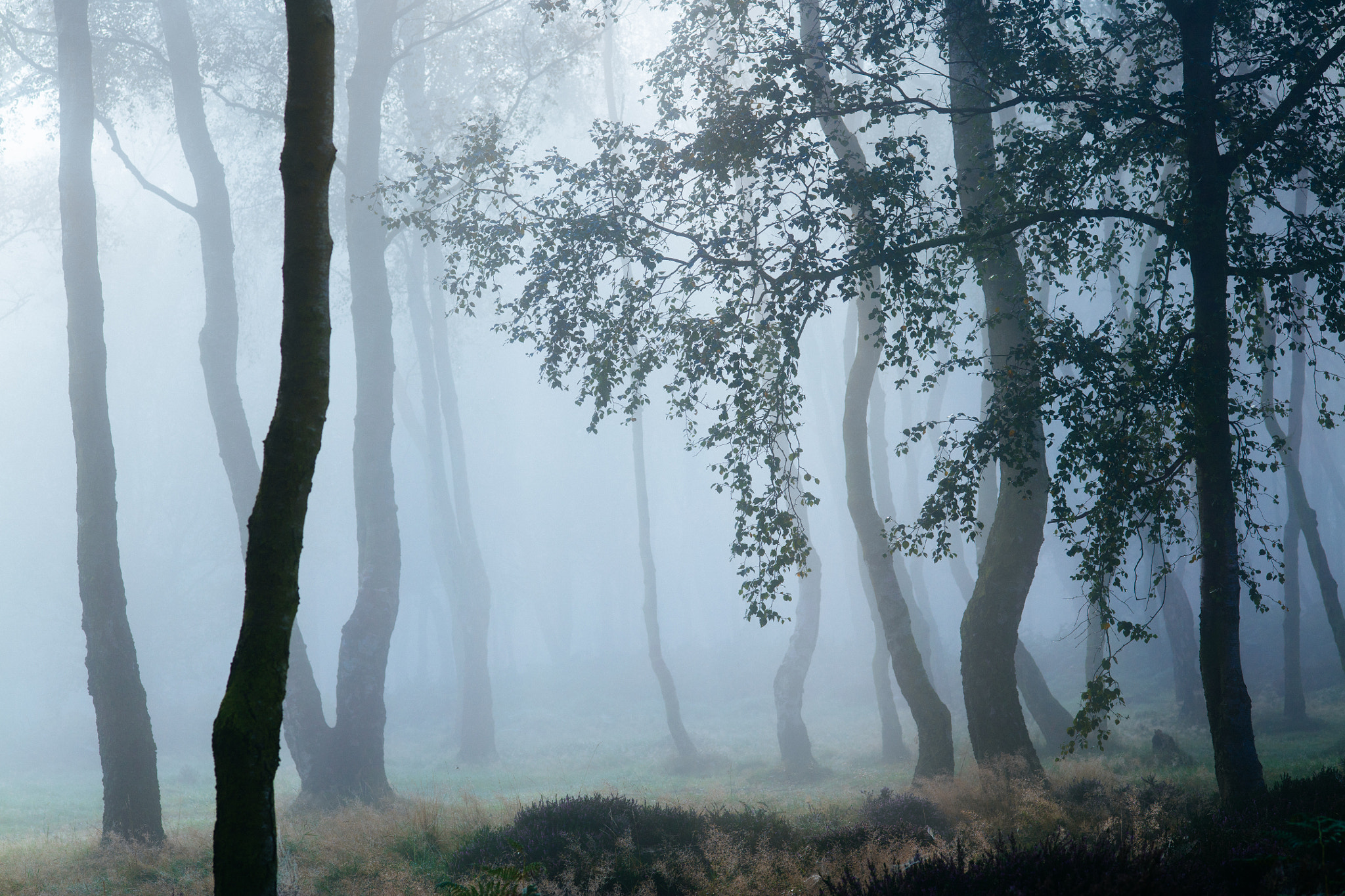 ZEISS Makro-Planar T* 100mm F2 sample photo. Voices from the forest photography