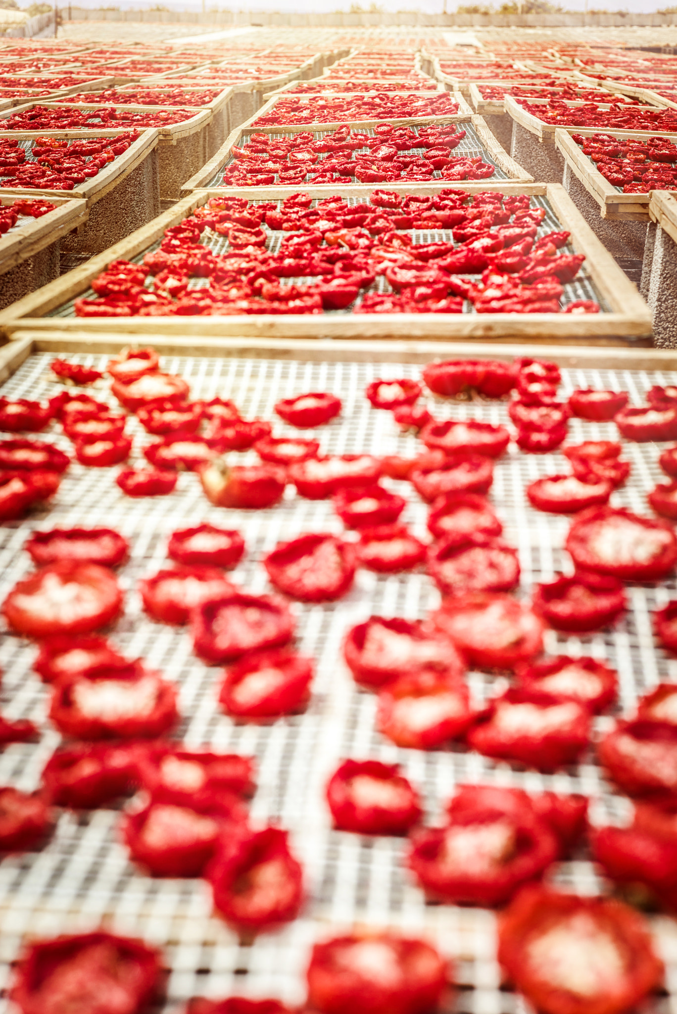 Summicron 1:2/50 Leitz sample photo. Sun dried tomatoes in sicily photography