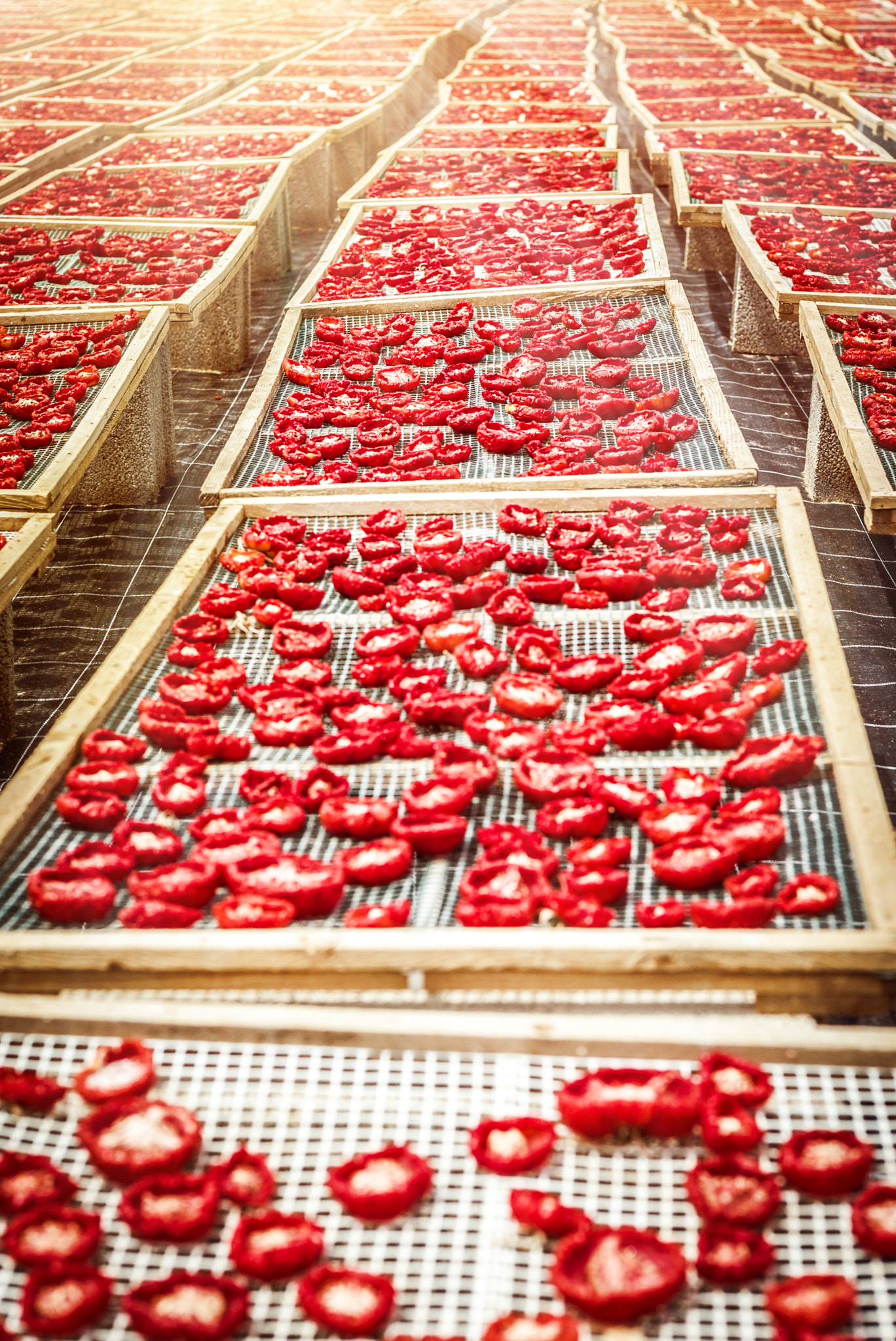 Summicron 1:2/50 Leitz sample photo. Sun dried tomatoes in sicily photography