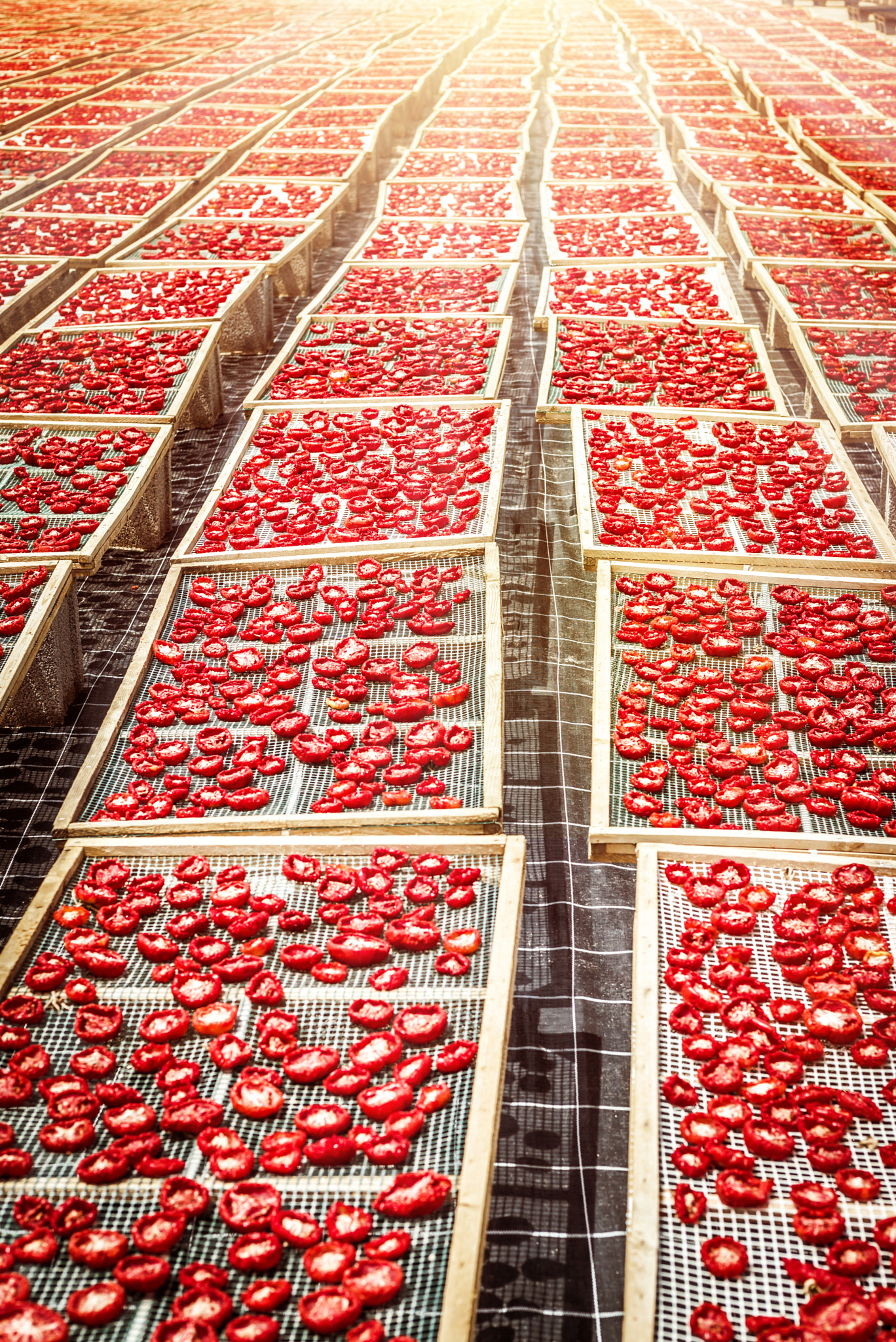 Summicron 1:2/50 Leitz sample photo. Sun dried tomatoes in sicily photography