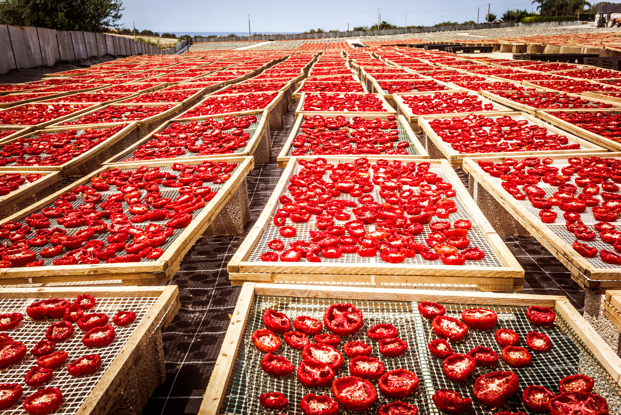 Summicron 1:2/50 Leitz sample photo. Sun dried tomatoes in sicily photography