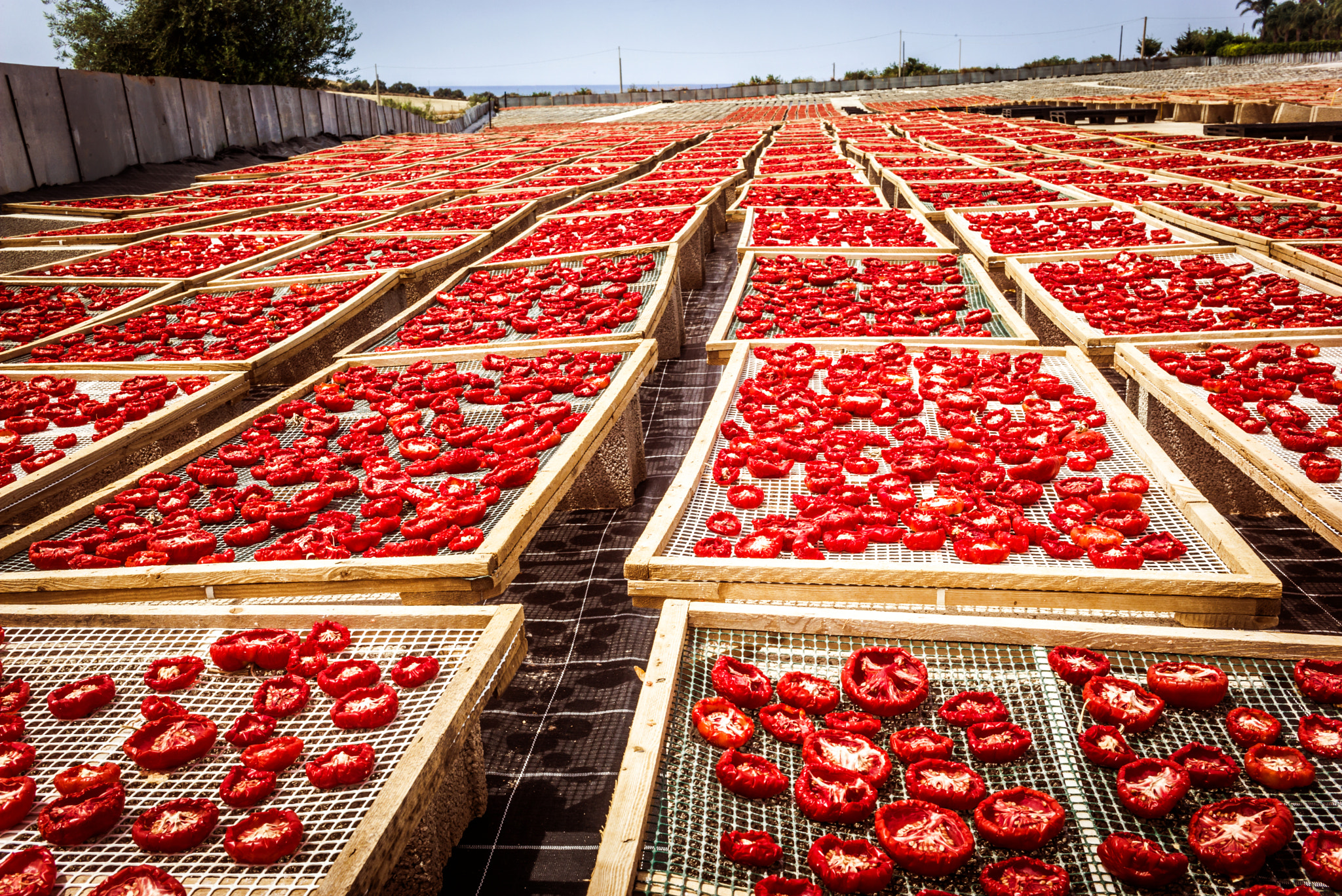 Summicron 1:2/50 Leitz sample photo. Sun dried tomatoes in sicily photography