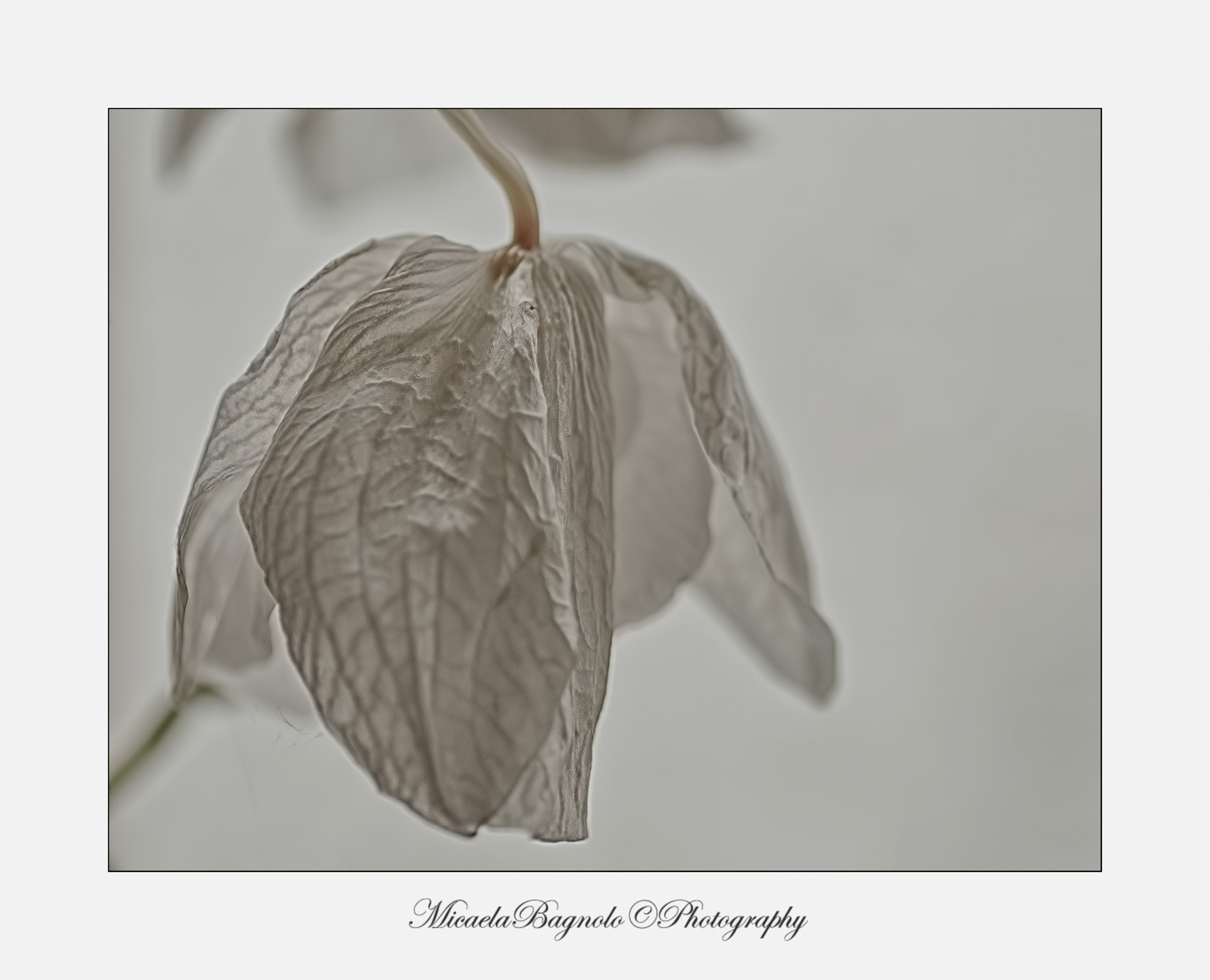 Nikon D5000 sample photo. Orchidea photography