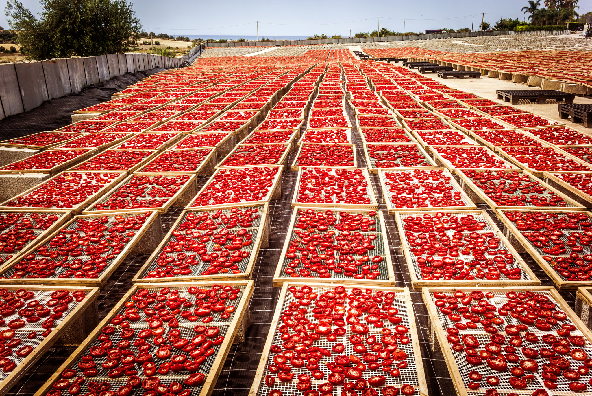 Summicron 1:2/50 Leitz sample photo. Sun dried tomatoes in sicily photography